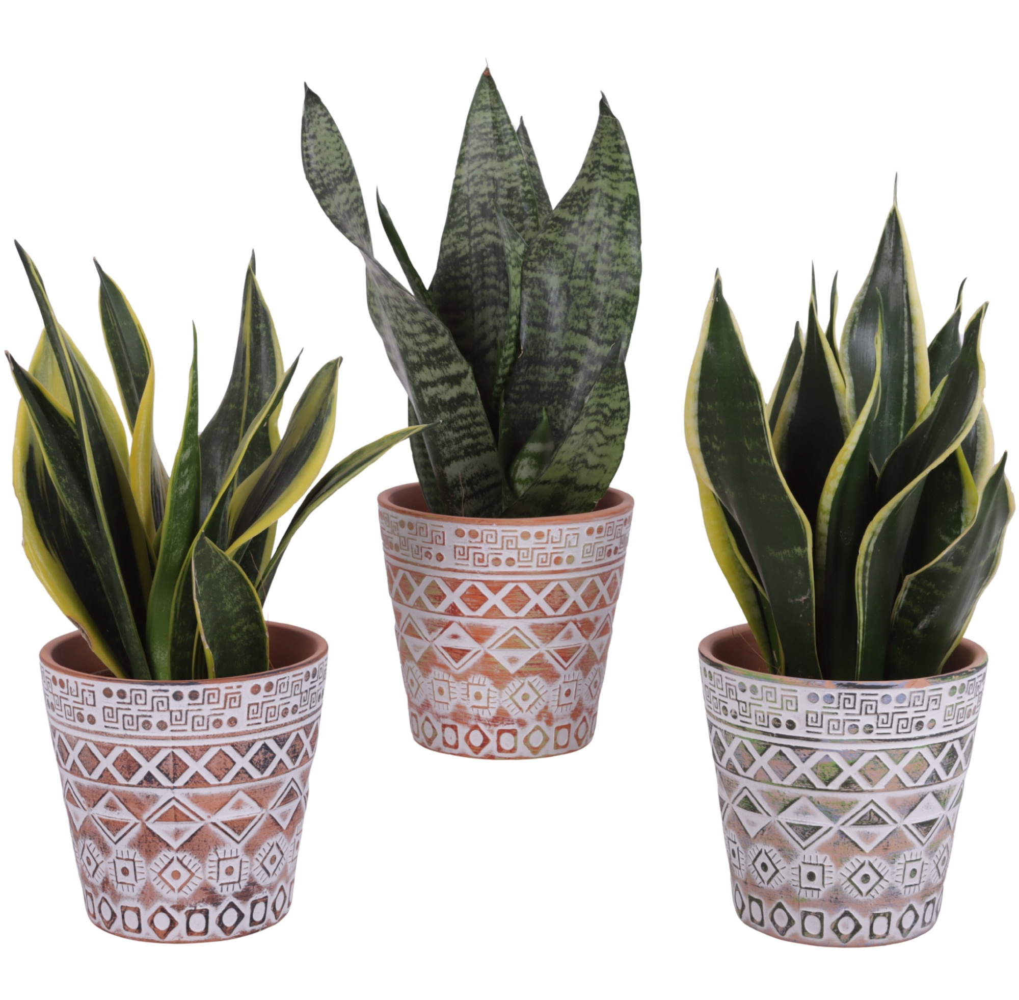 Sansevieria mix Ø12cm in Ø14cm Ceramic Pot Maya, D 14
