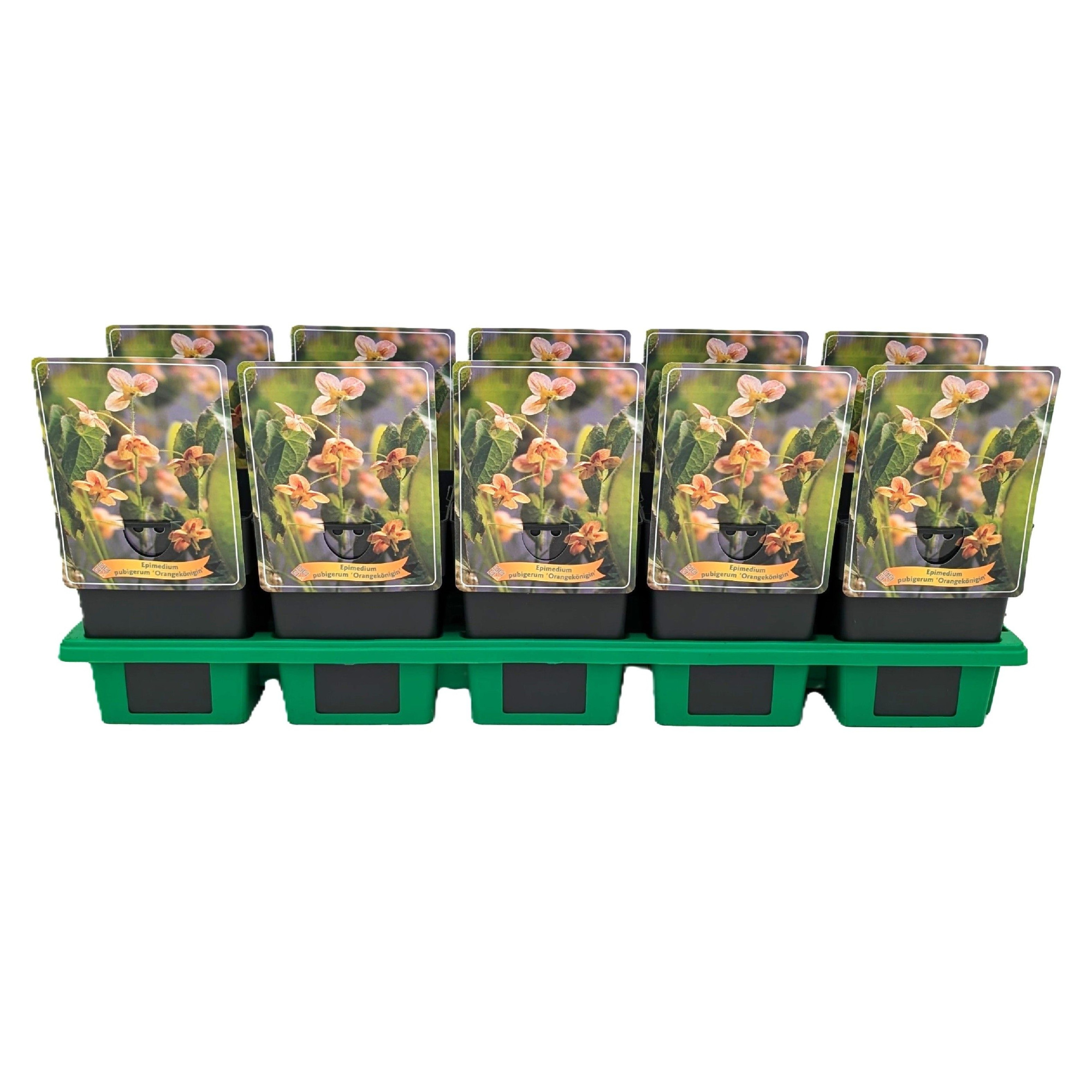 Epimedium pubigerum 'Orangekönigin' P11, D 11 cm