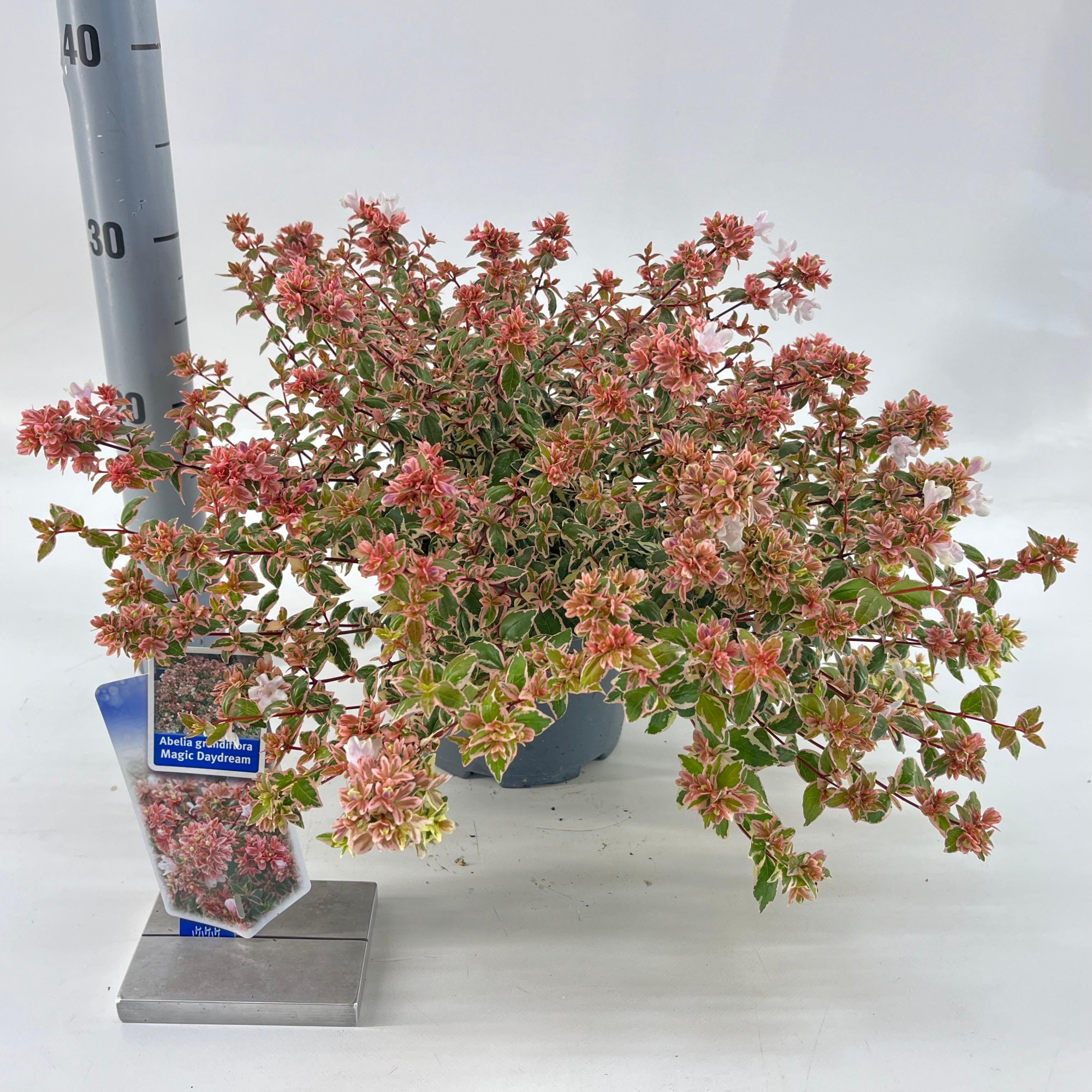Abelia grandiflora Magic Daydream ('Opstal 103'PBR), D 19 cm