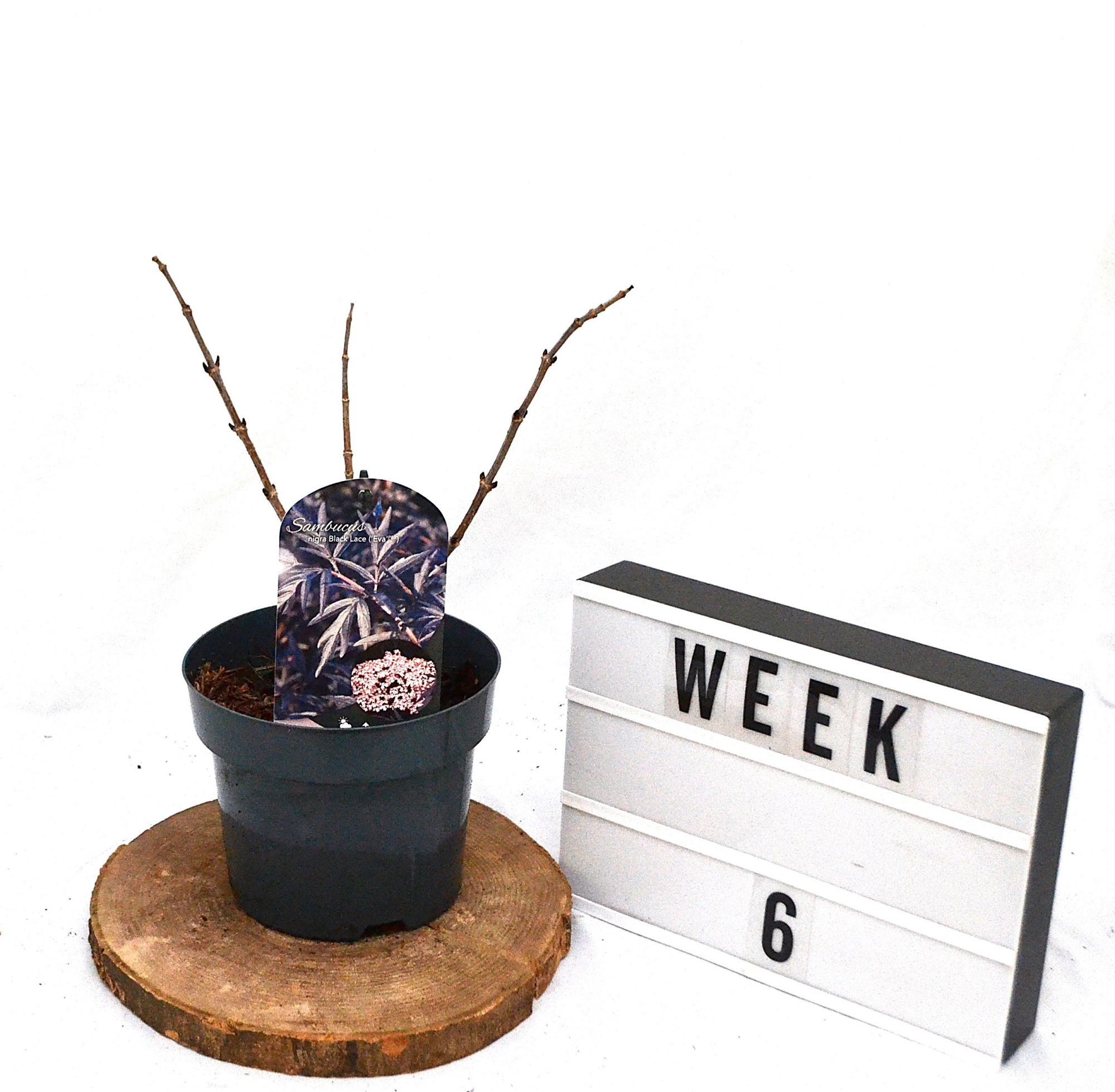 Sambucus nigra Black Lace C3, D 19