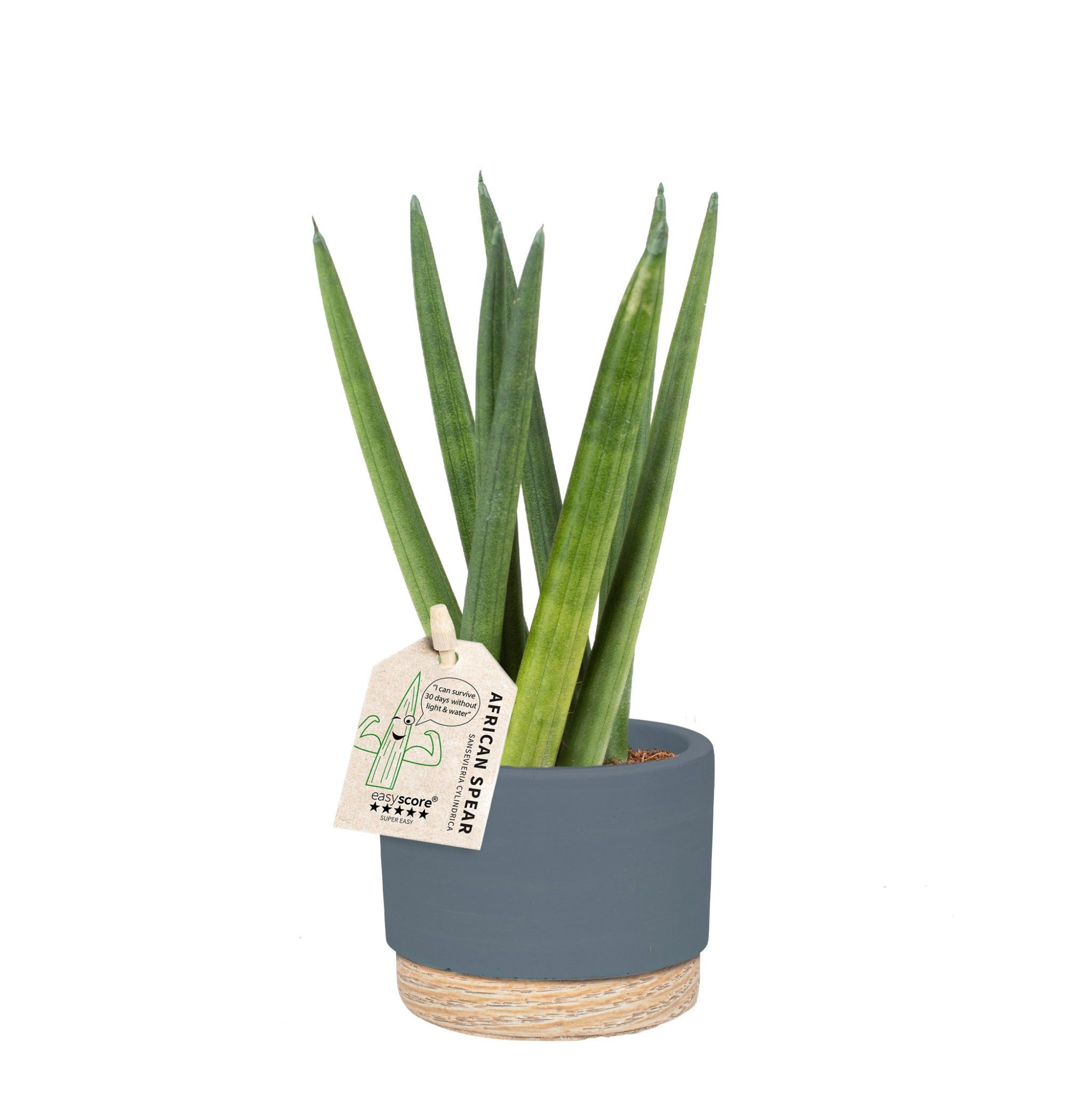 Woodbase Blue, Sansevieria ´Spaghetti´, D 7