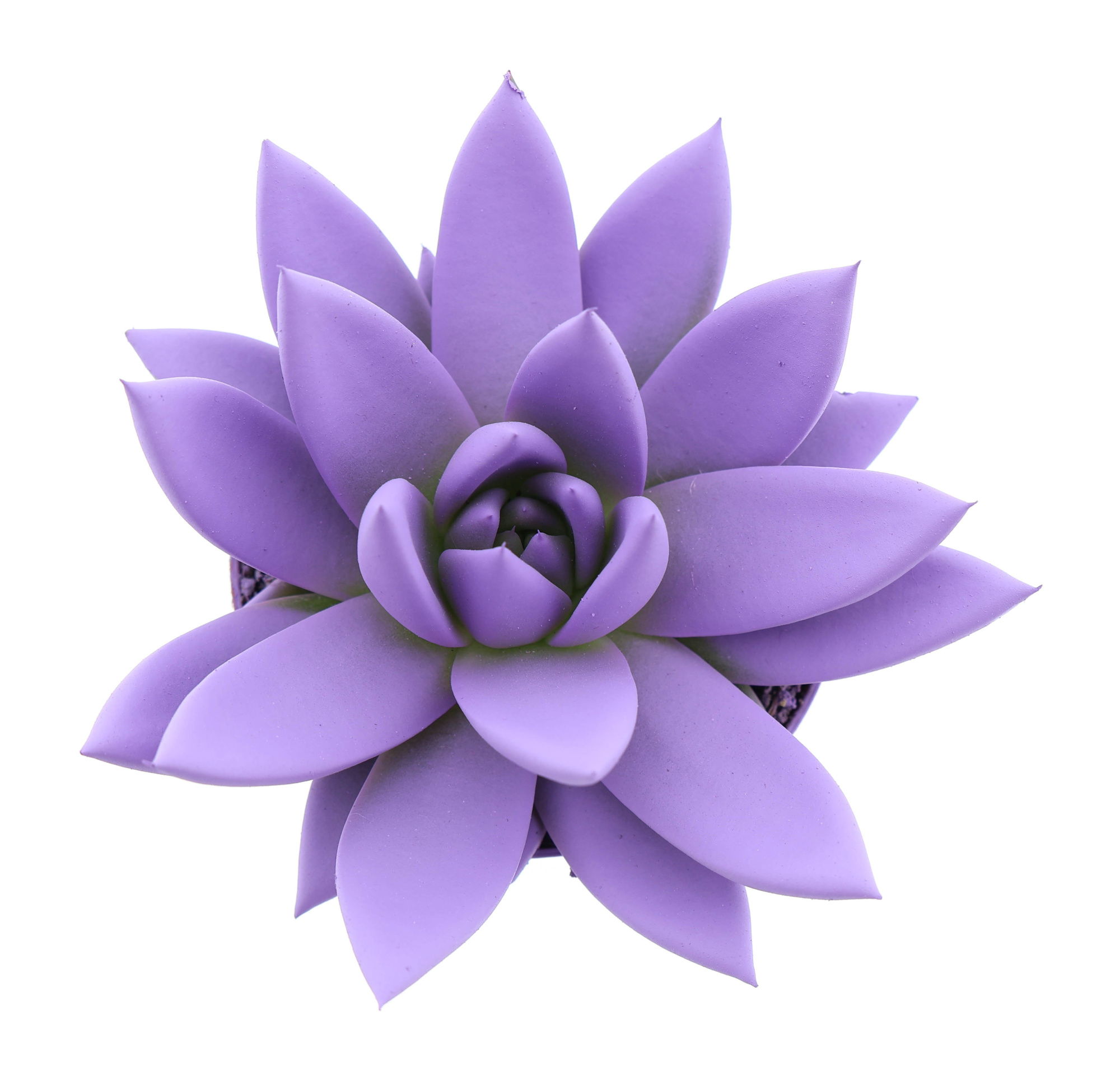 Rainbow purple, D 8,5 cm