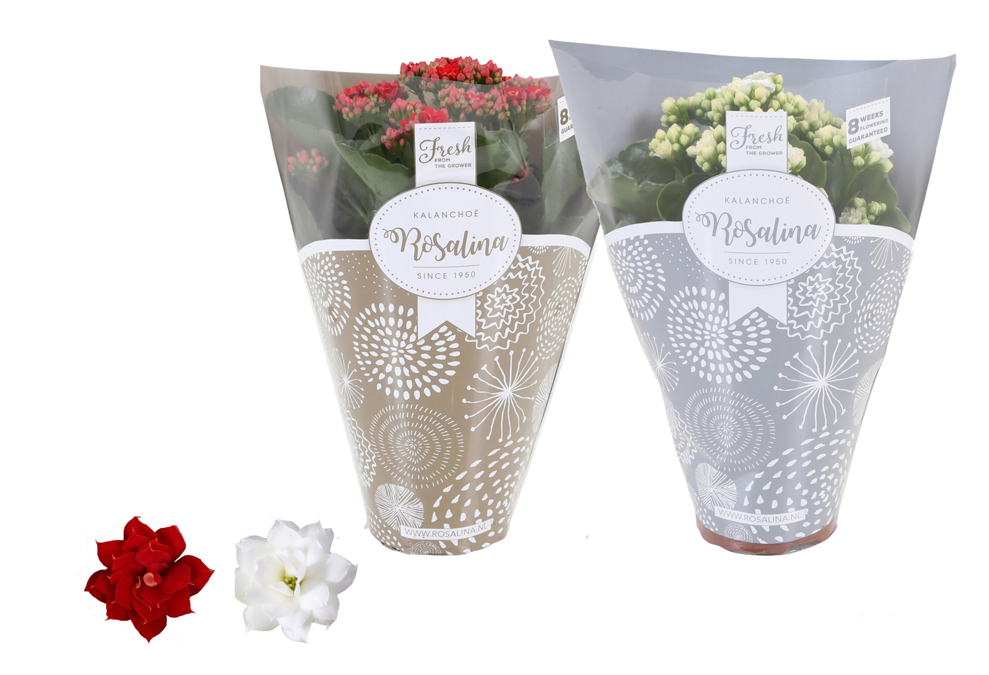 Kalanchoe Rosalina 12cm TST rood/wit, Goud en zilver hoes, D 12