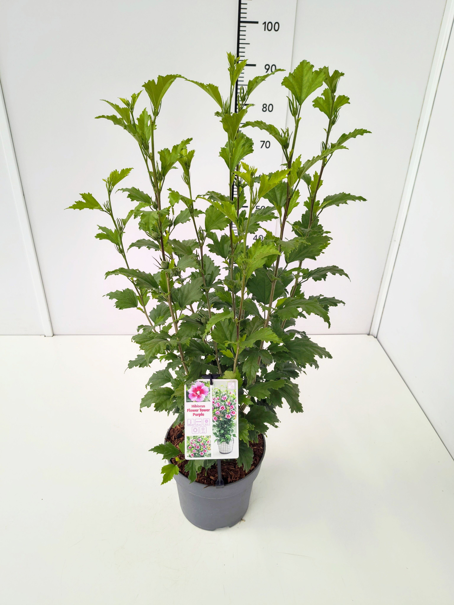 Hibiscus syr. 'Flower Tower Purple' 60-80C5, D 23 cm