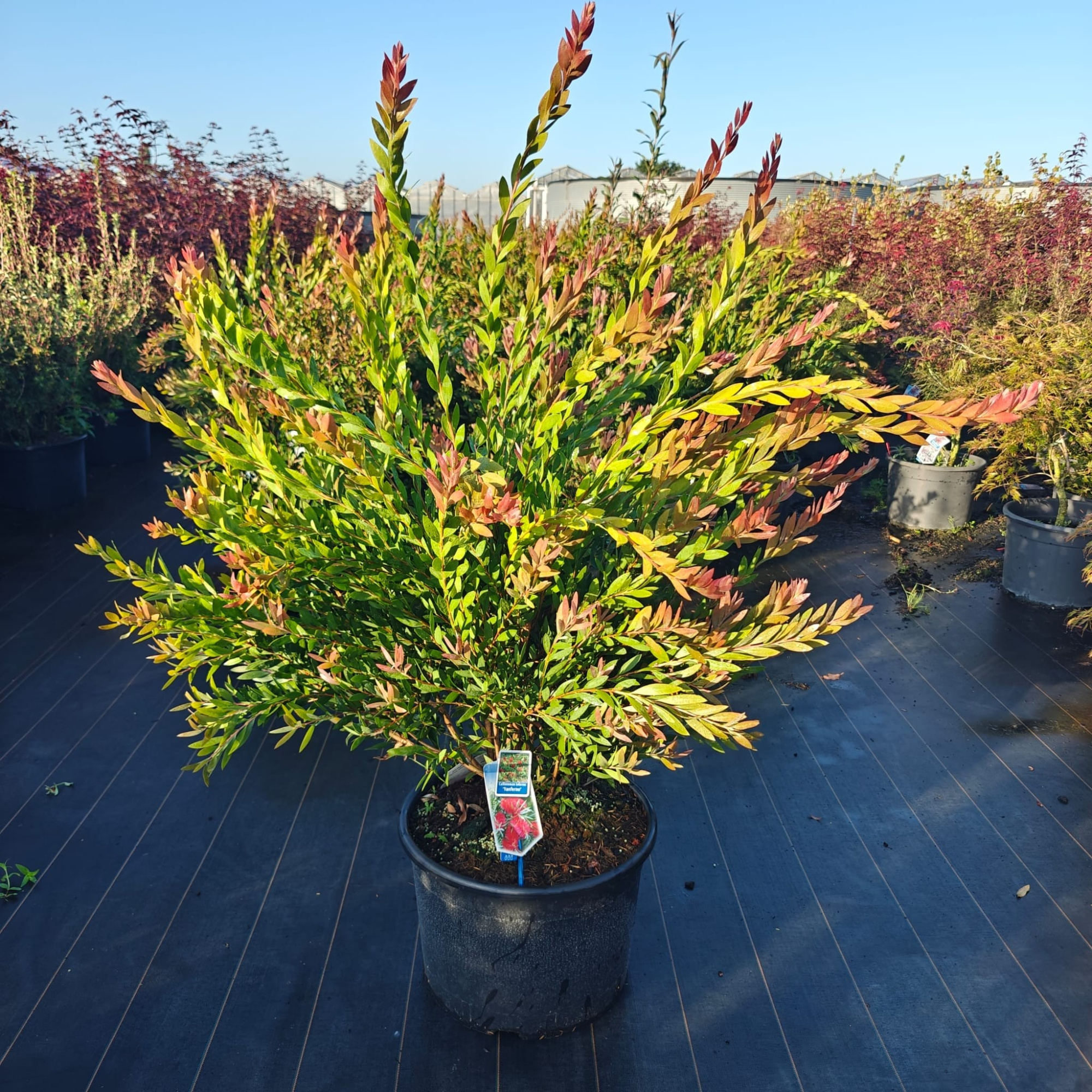 Callistemon viminalis INFERNO ('Yanferno'PBR), D 40 cm