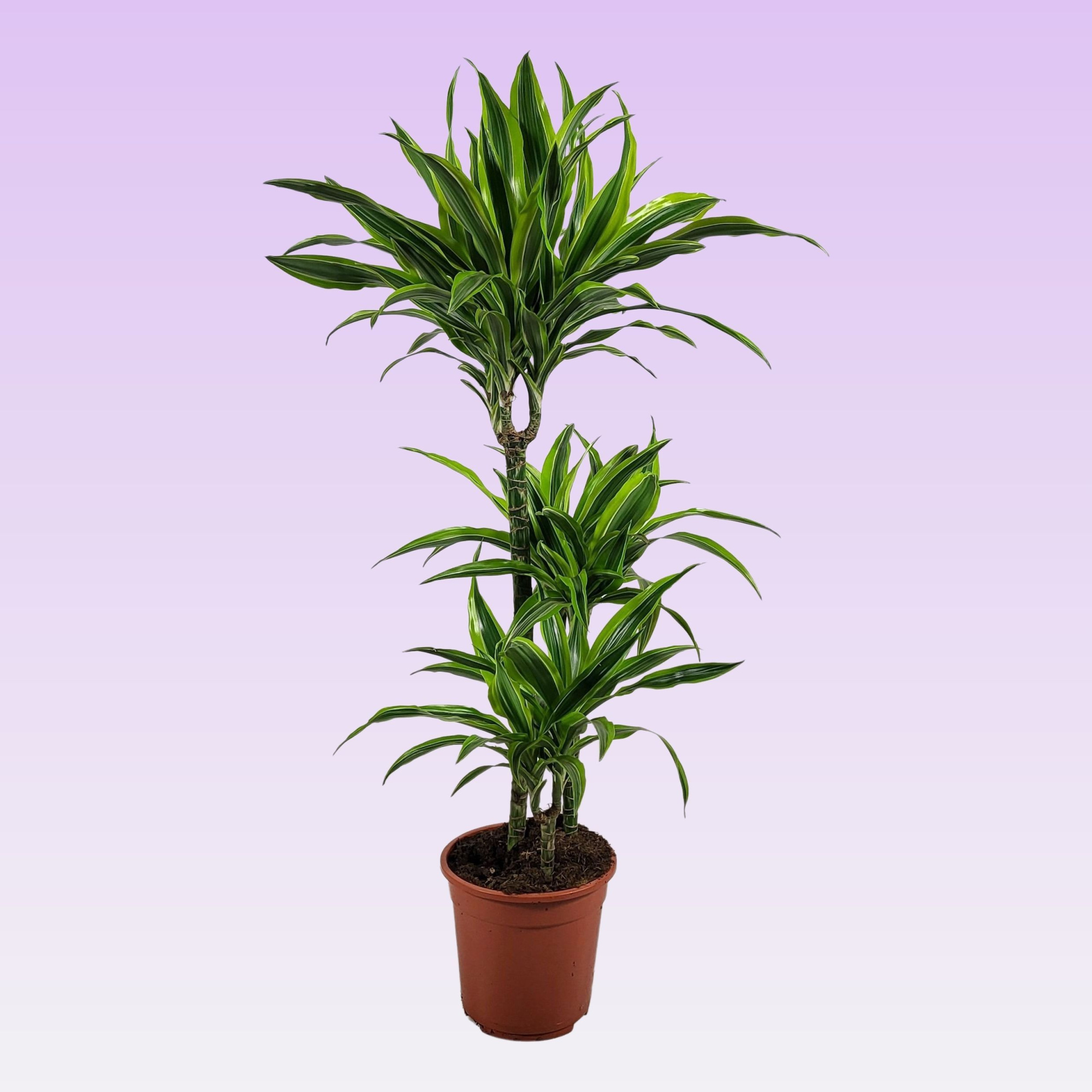 Dracaena Lemon lime 60-30-15 105cm, D 21