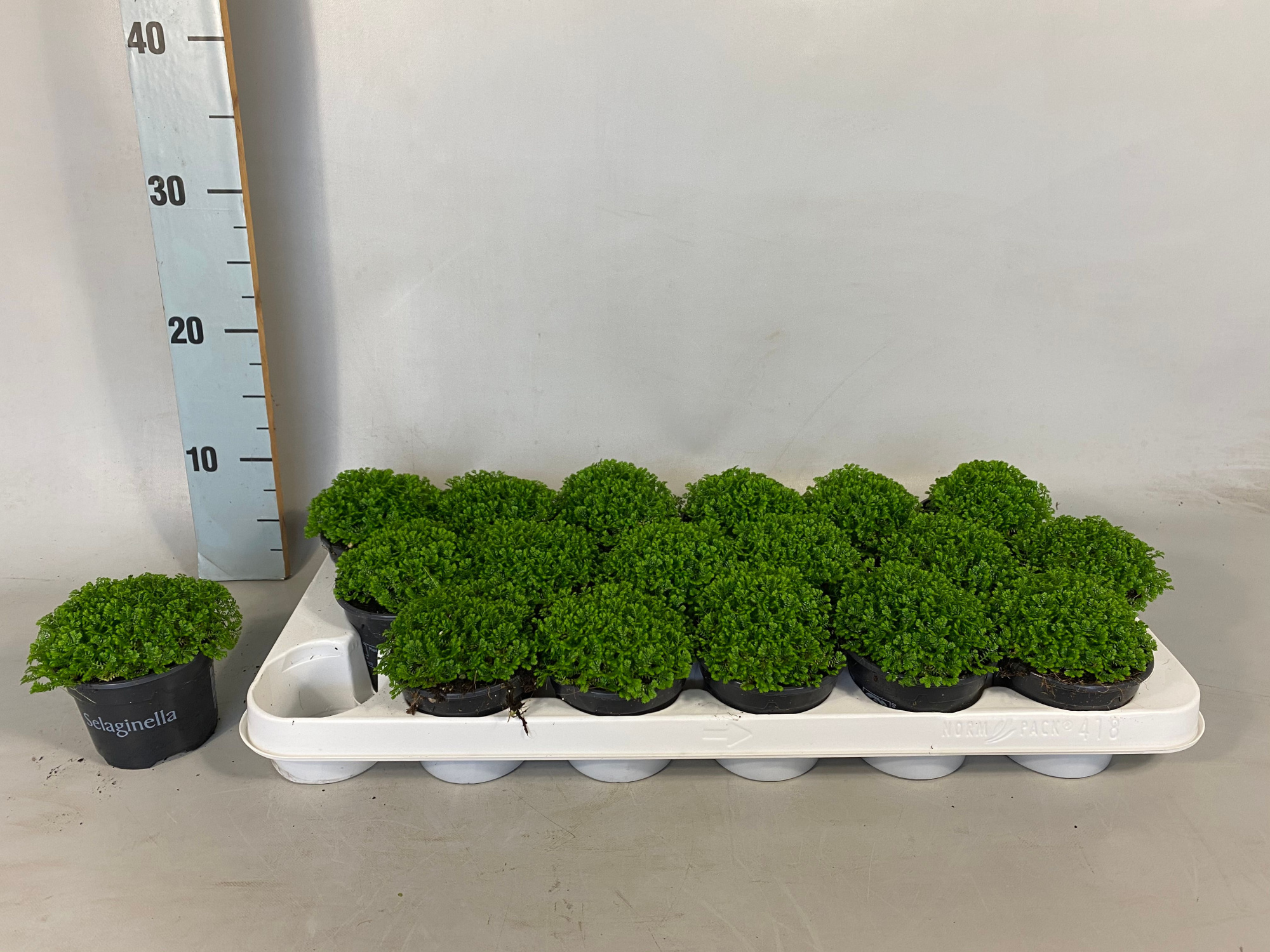 Selaginella Apoda groen, D 9 cm