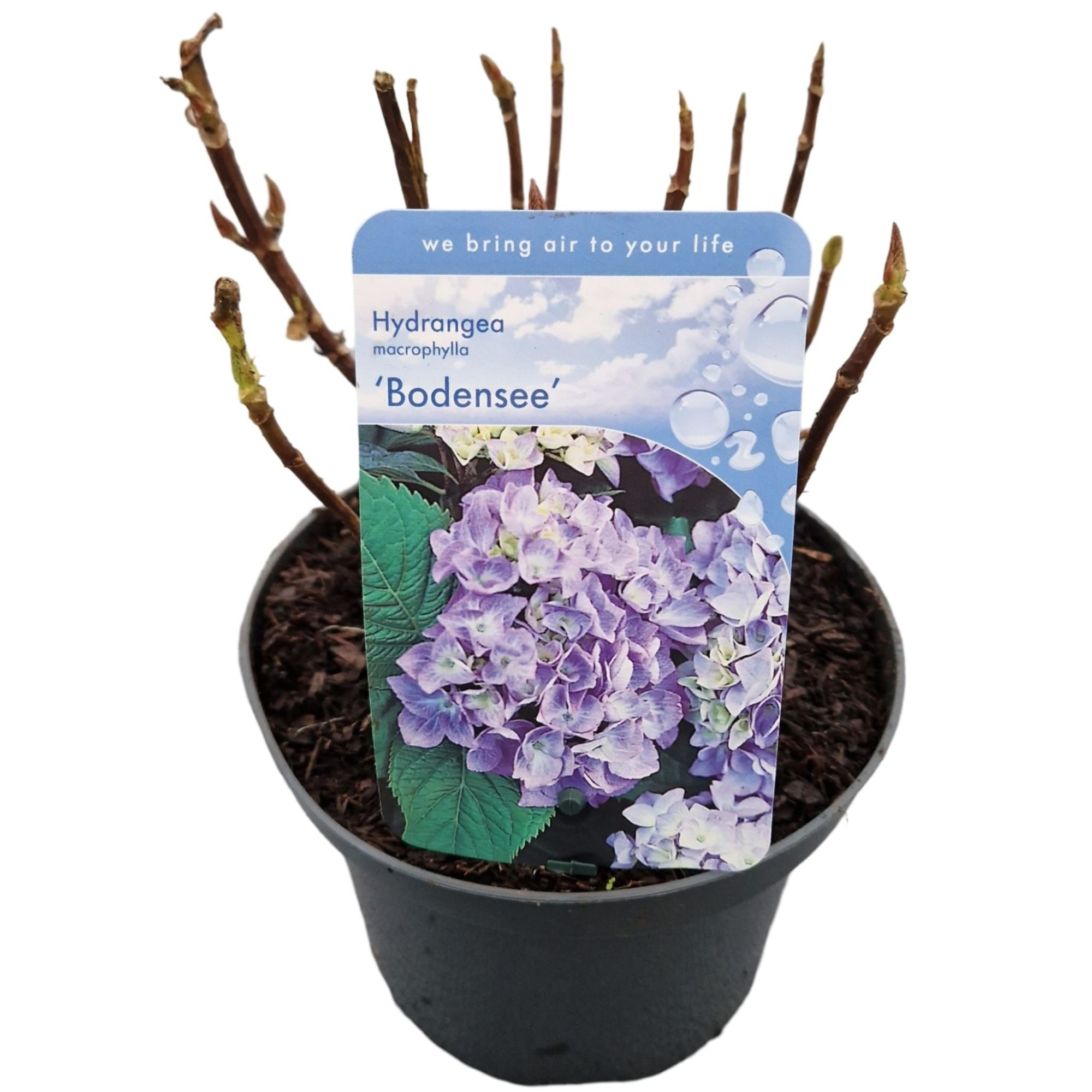 Hydrangea macr. 'Bodensee', D 17