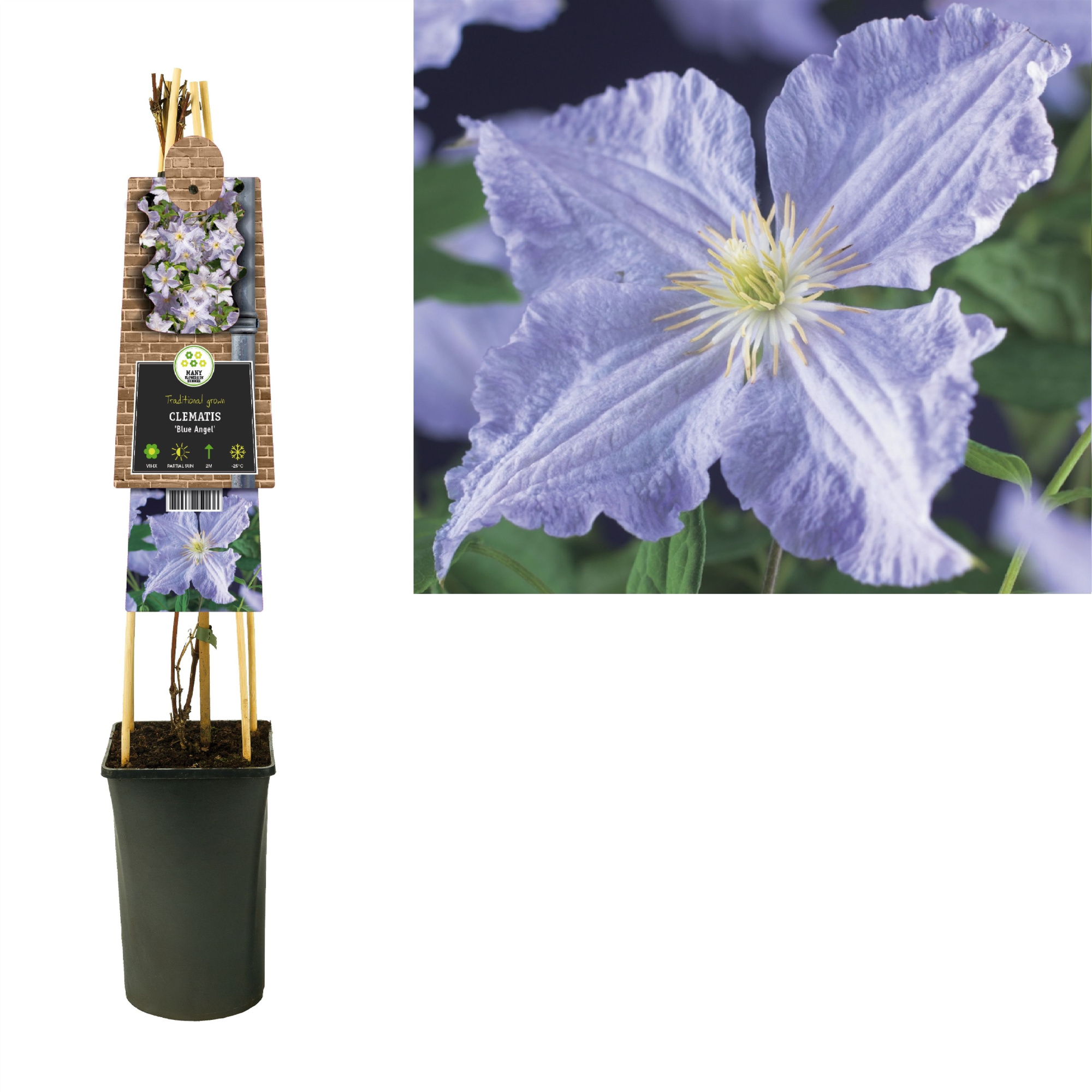 Clematis 'Blue Angel' +3.0 label, D 17 cm