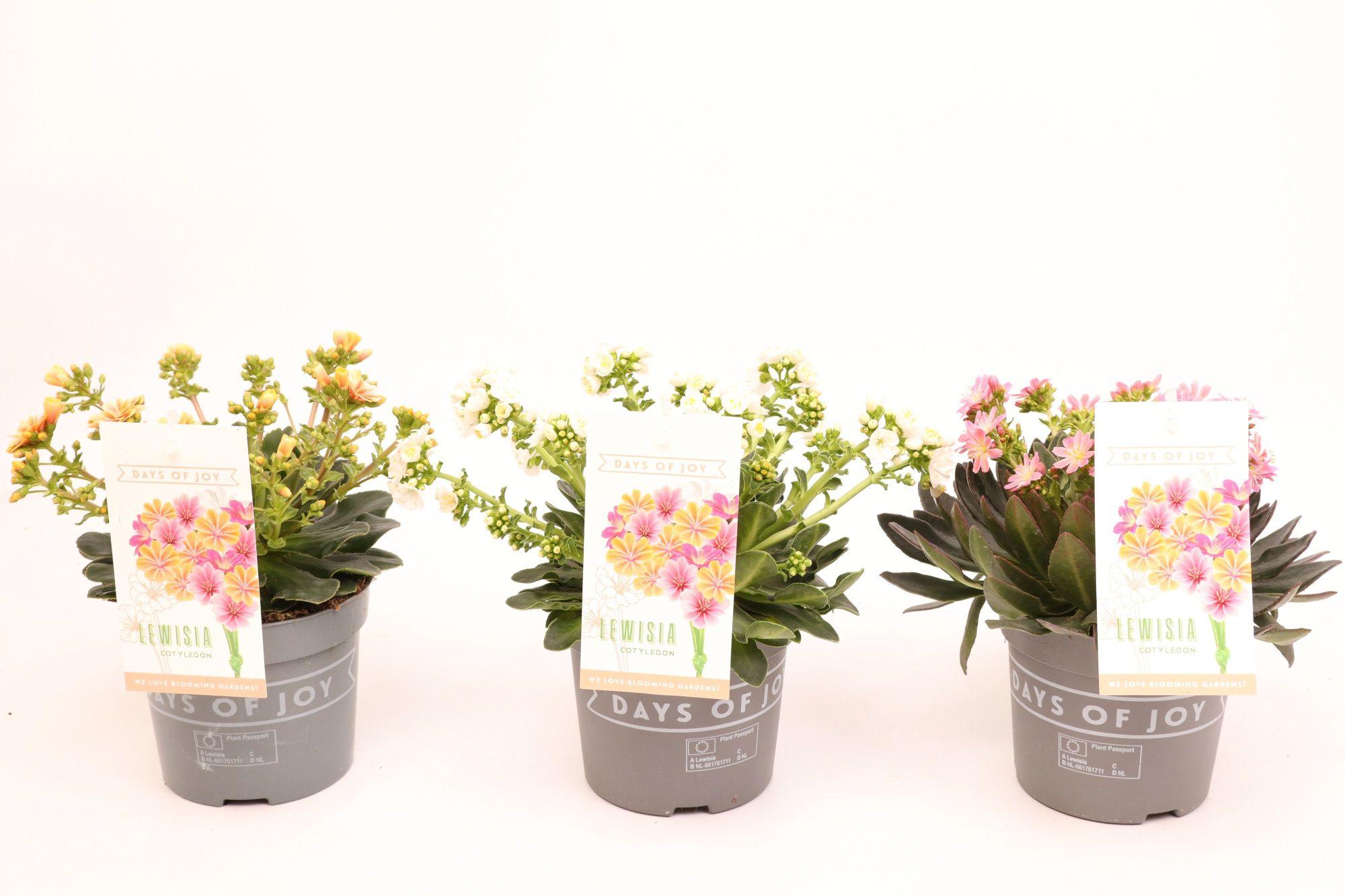 Lewisia 'Mountain Dreams' 13 cm, D 13 cm