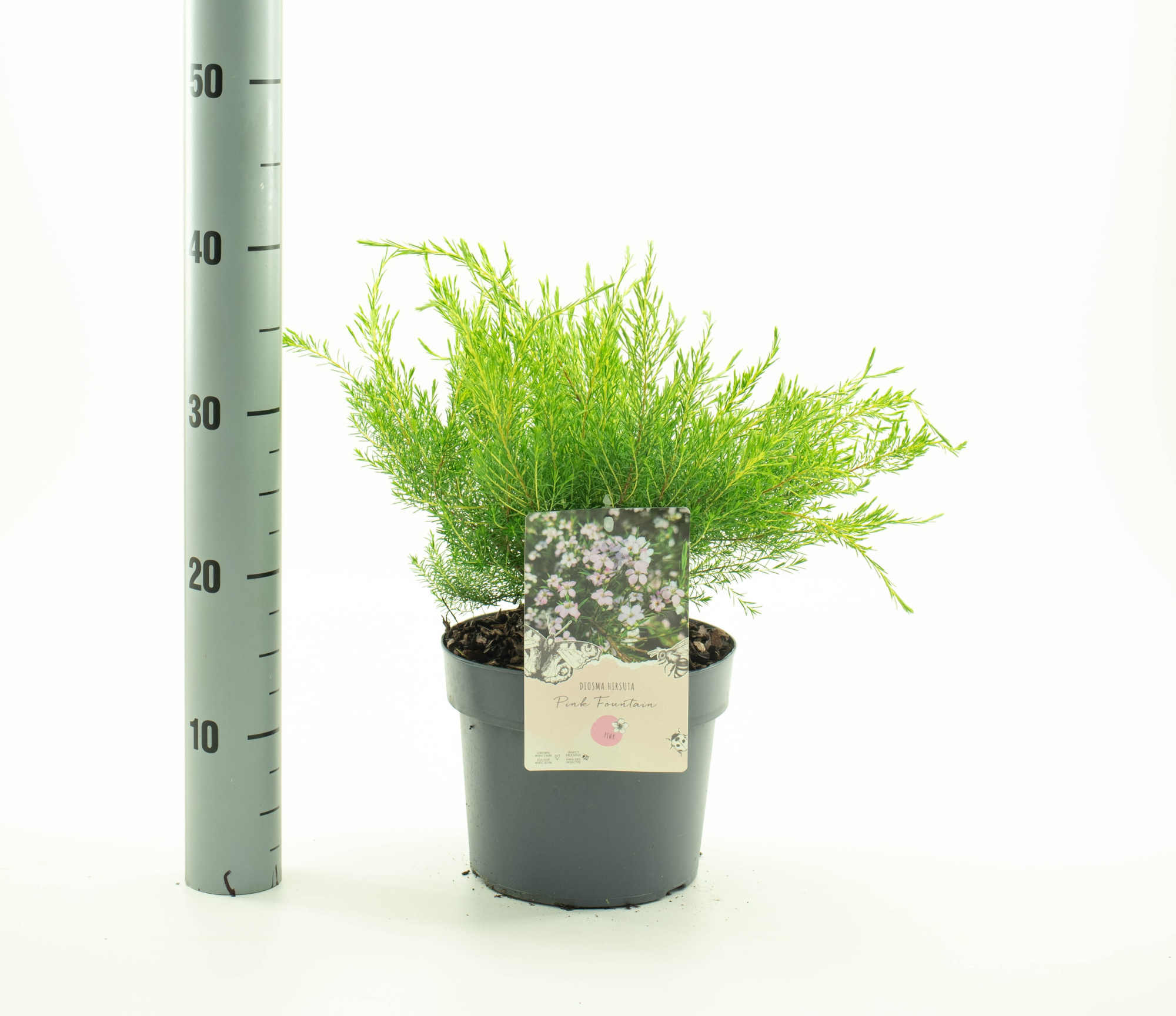 Diosma hirsuta 'Pink Fountain', D 19 cm