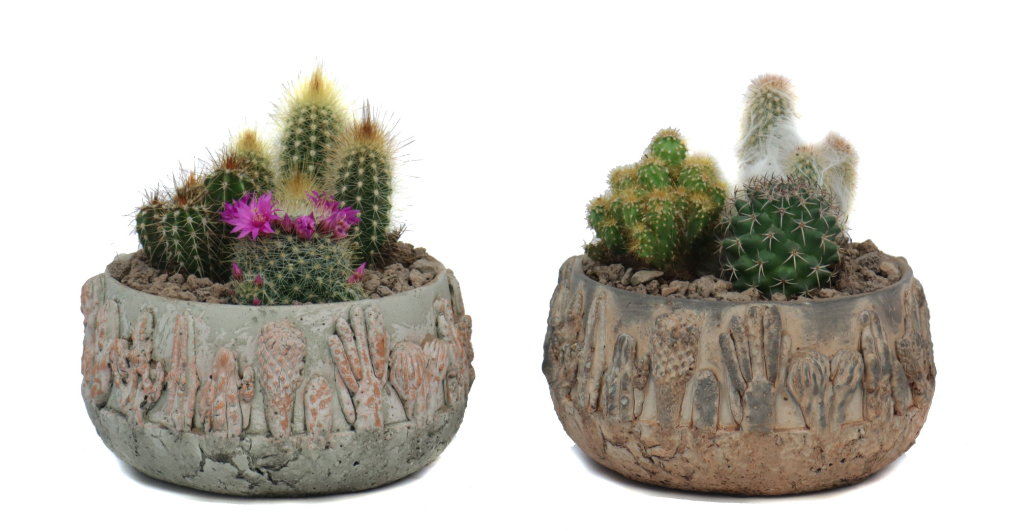 3x Cactus 8,5 cm in tacana schaal met lava steentjes, D 17 cm