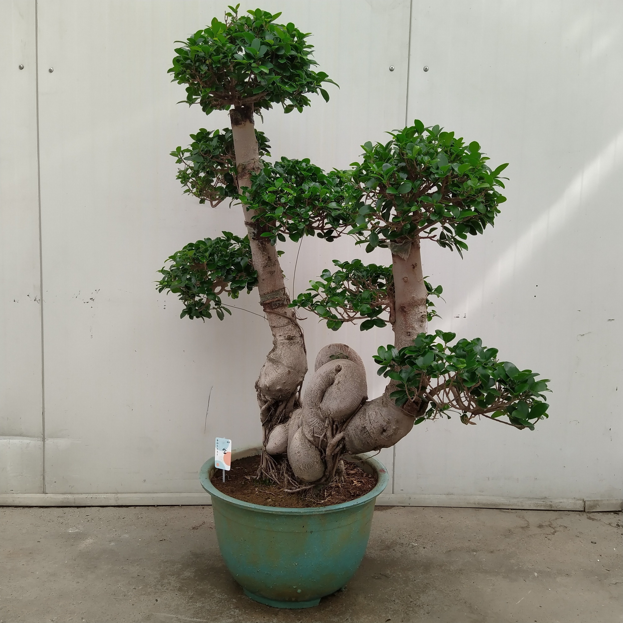 Ficus Ginseng 'Dragon Trunk' 50 cm, D 50 cm