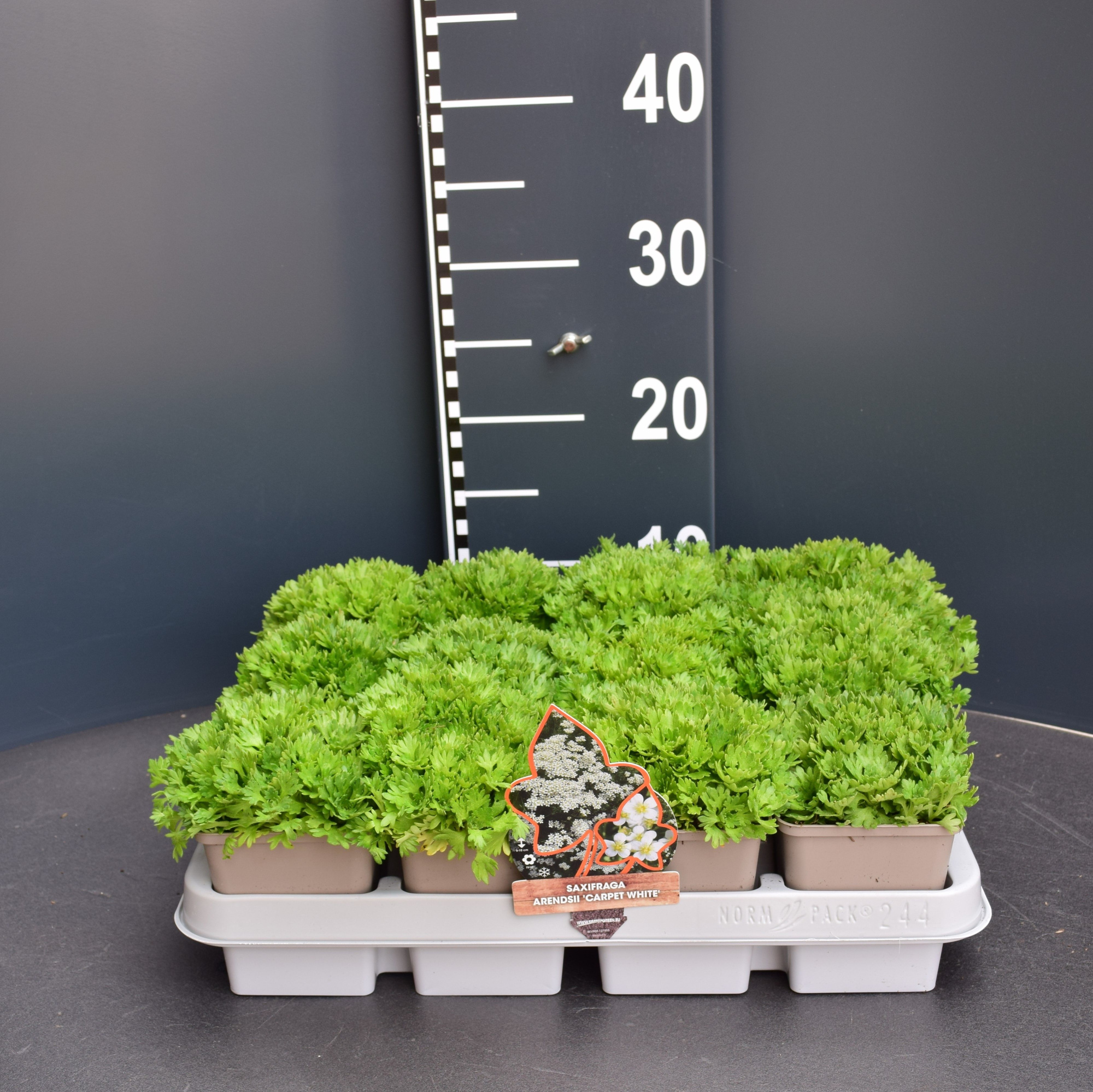 Saxifraga arend. 'Carpet White', D 9 cm