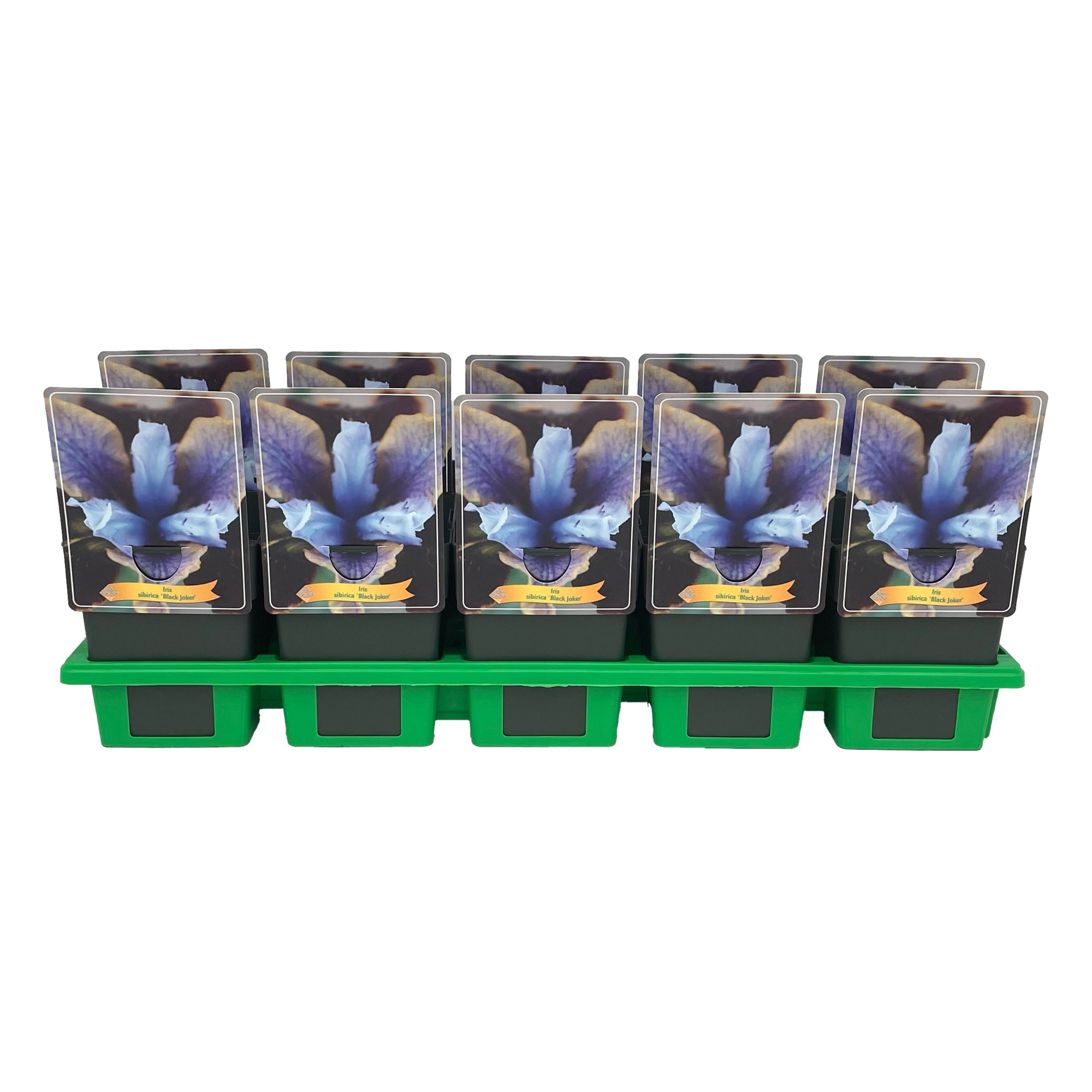 Iris Sibirica 'Black Joker' P11, D 11 cm