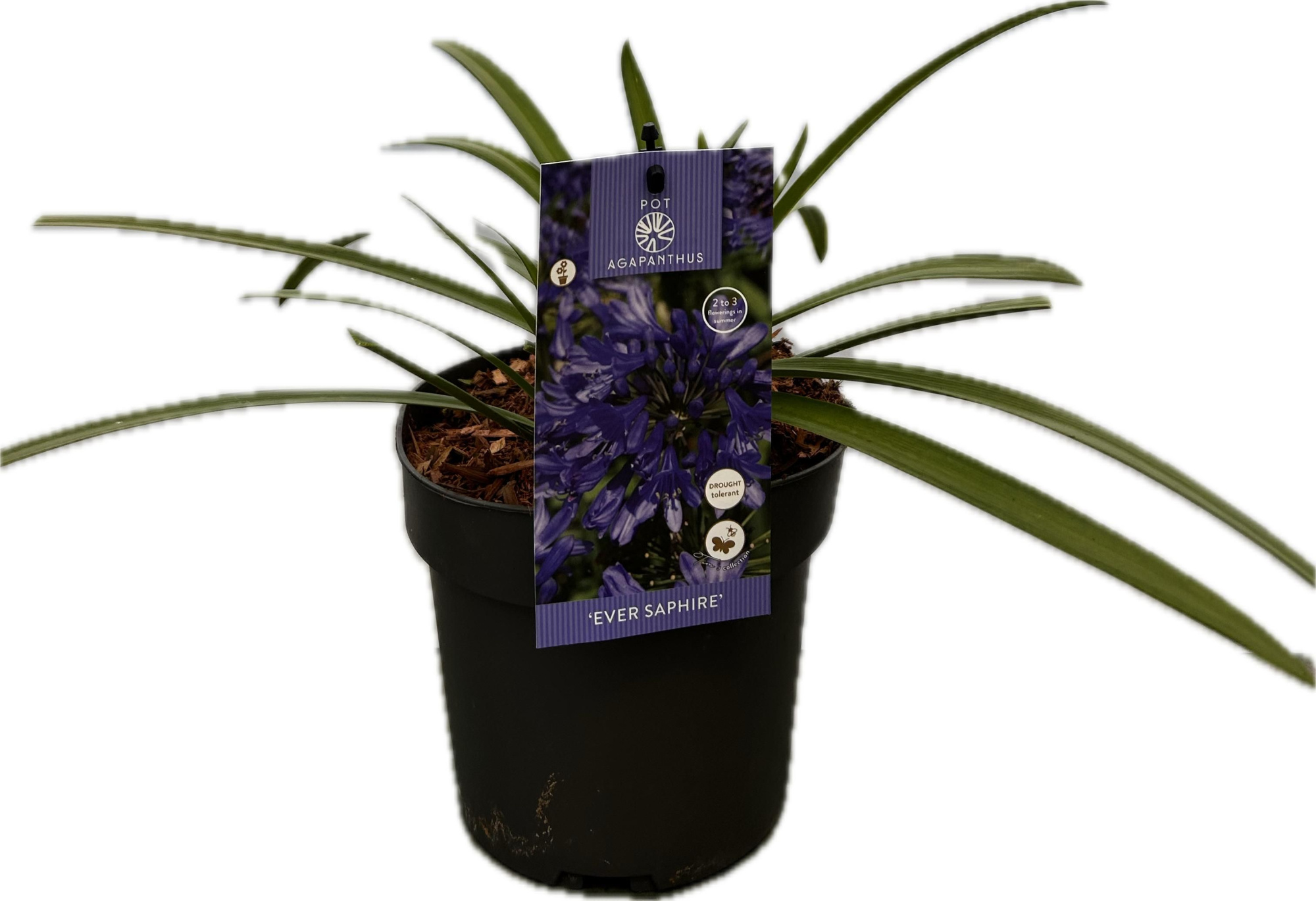 Agapanthus 'Ever Saphire' P17 EVERGREEN, D 17