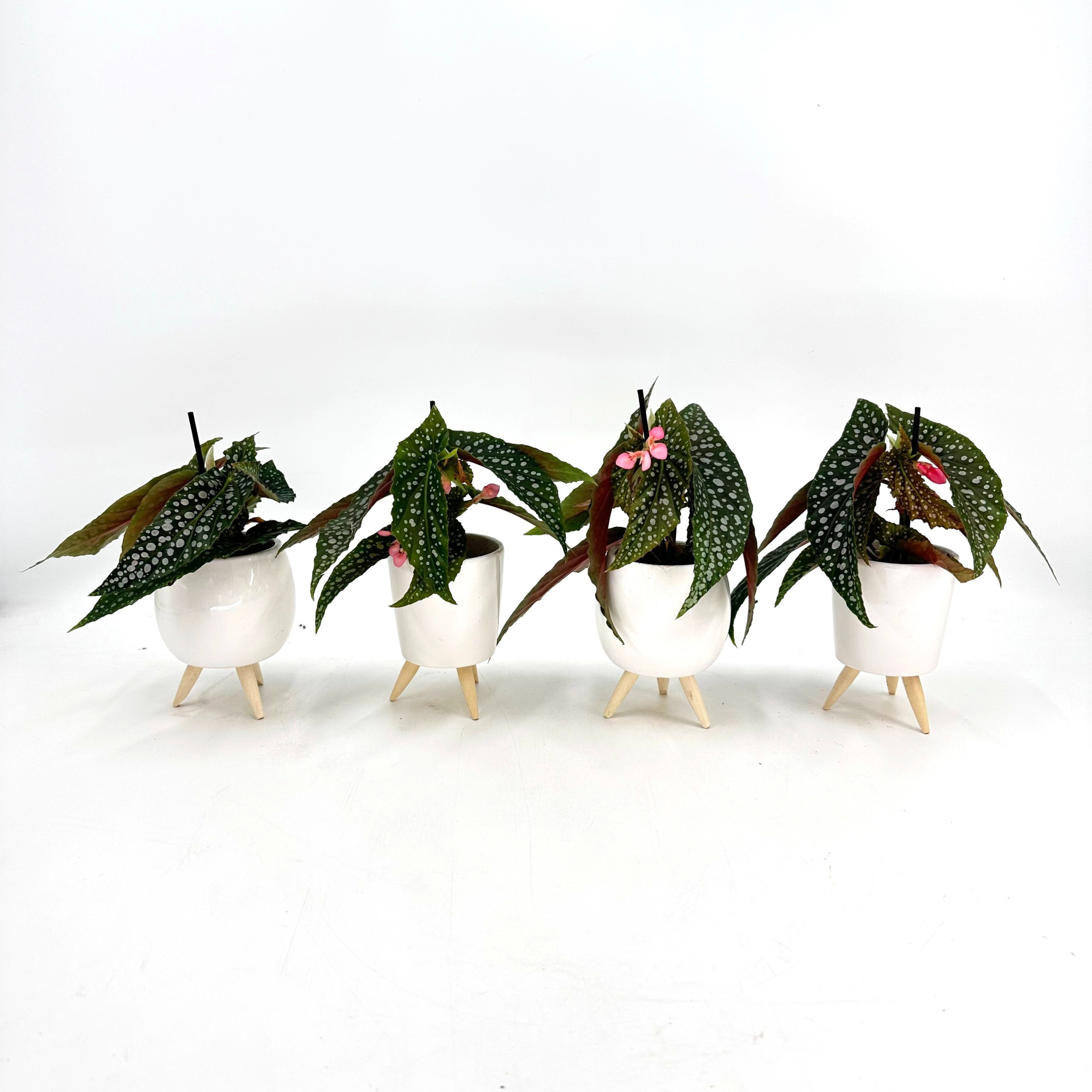 Mini Beg. Wing Maculata Silver Spot in Special pot (EH2235), D 6 cm