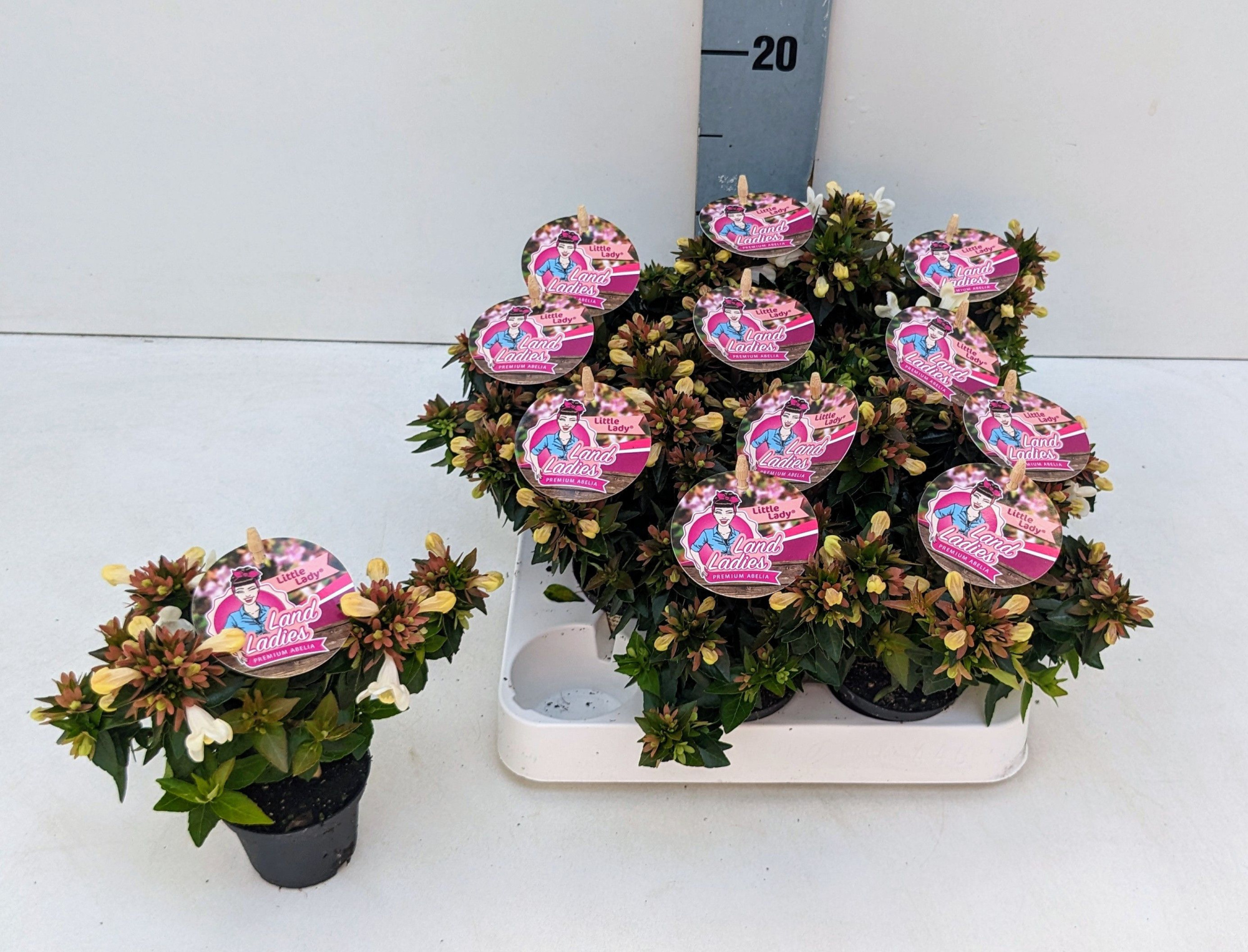 Abelia Little Lady 6T, D 6 cm