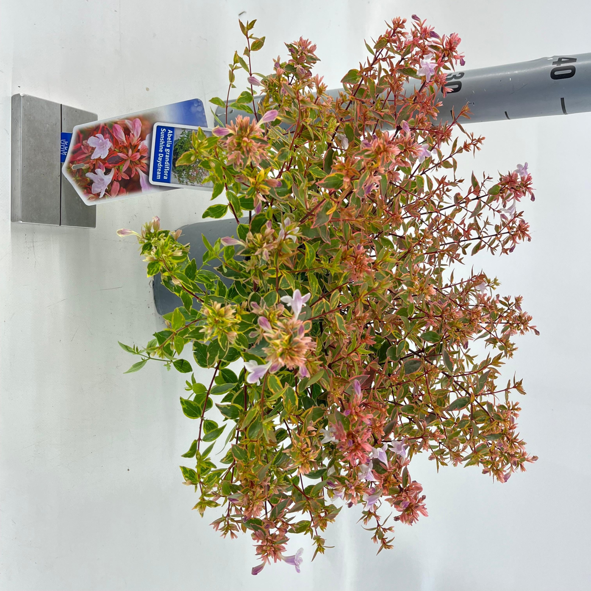 Abelia grandiflora Sunshine Daydream ('Abelops'PBR), D 19 cm