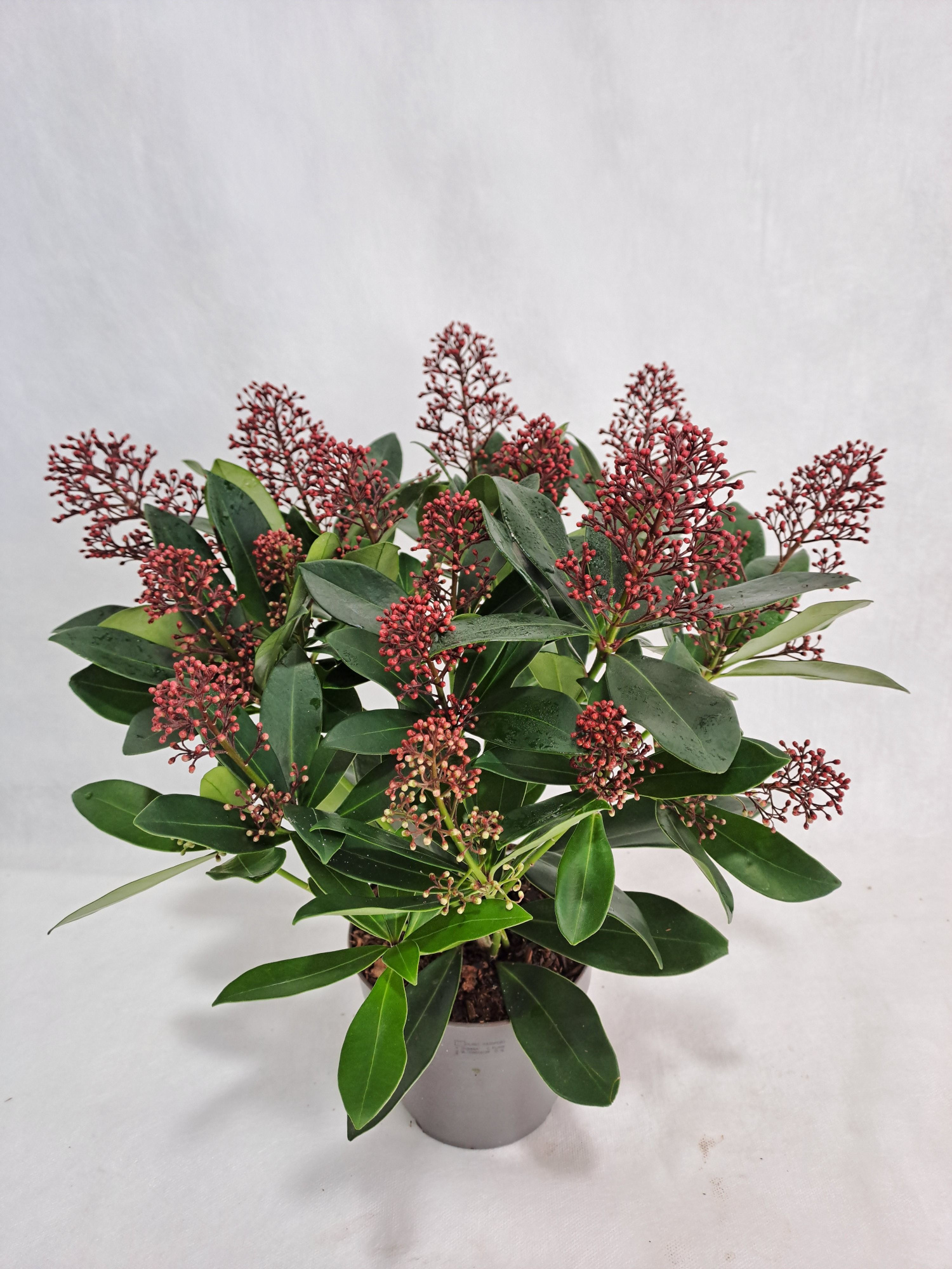 Skimmia Rubella P13+ bloem, D 13 cm