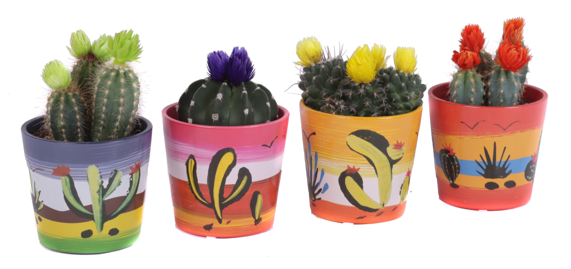 Cactus disco 8,5 cm in mexico sierpot, D 9 cm