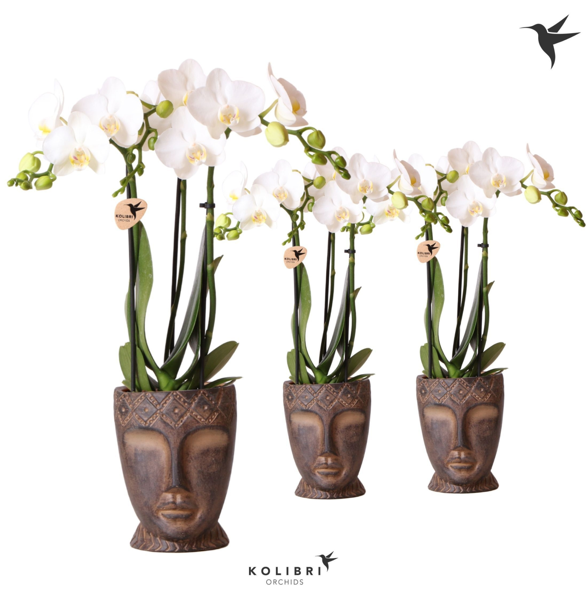 Kolibri Orchids Phalaenopsis white 3 spike in Totem Mask pot, D 9 cm