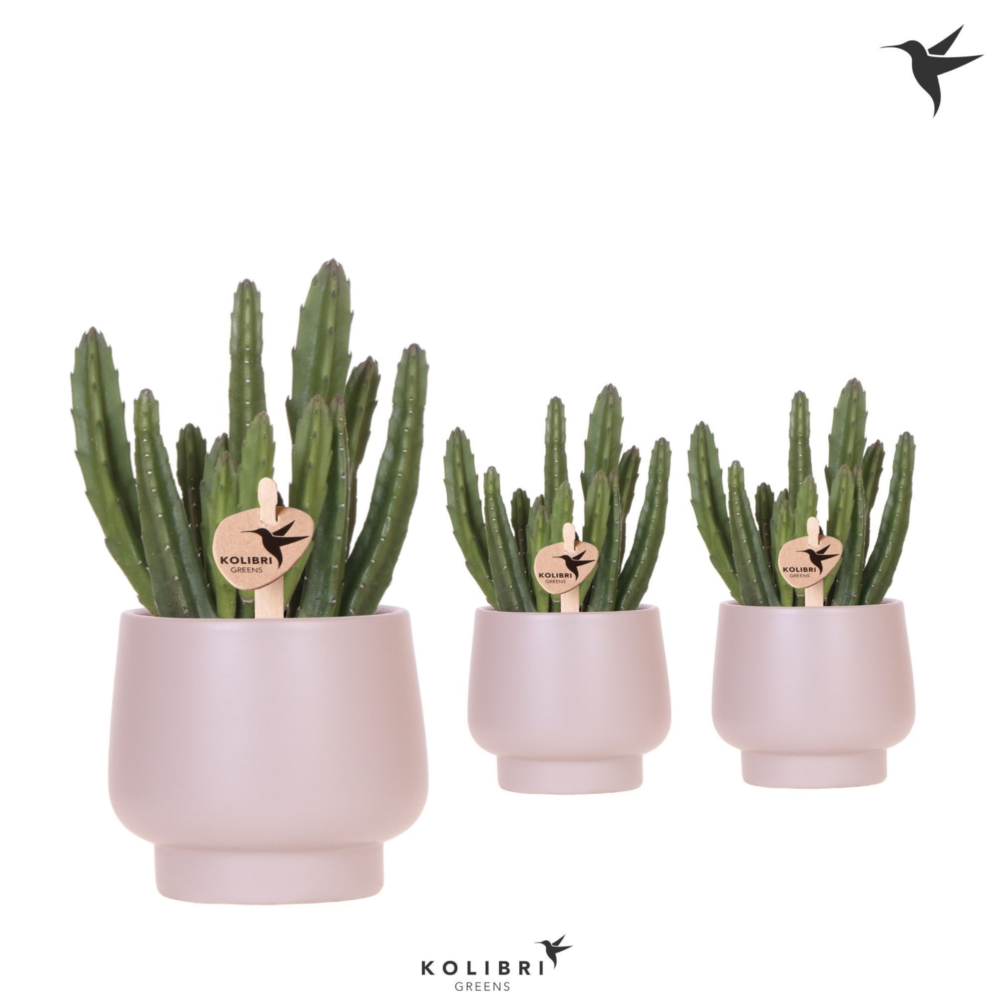 Kolibri Greens Stapelia Leendertziae in Scandic pot taupe, D 9