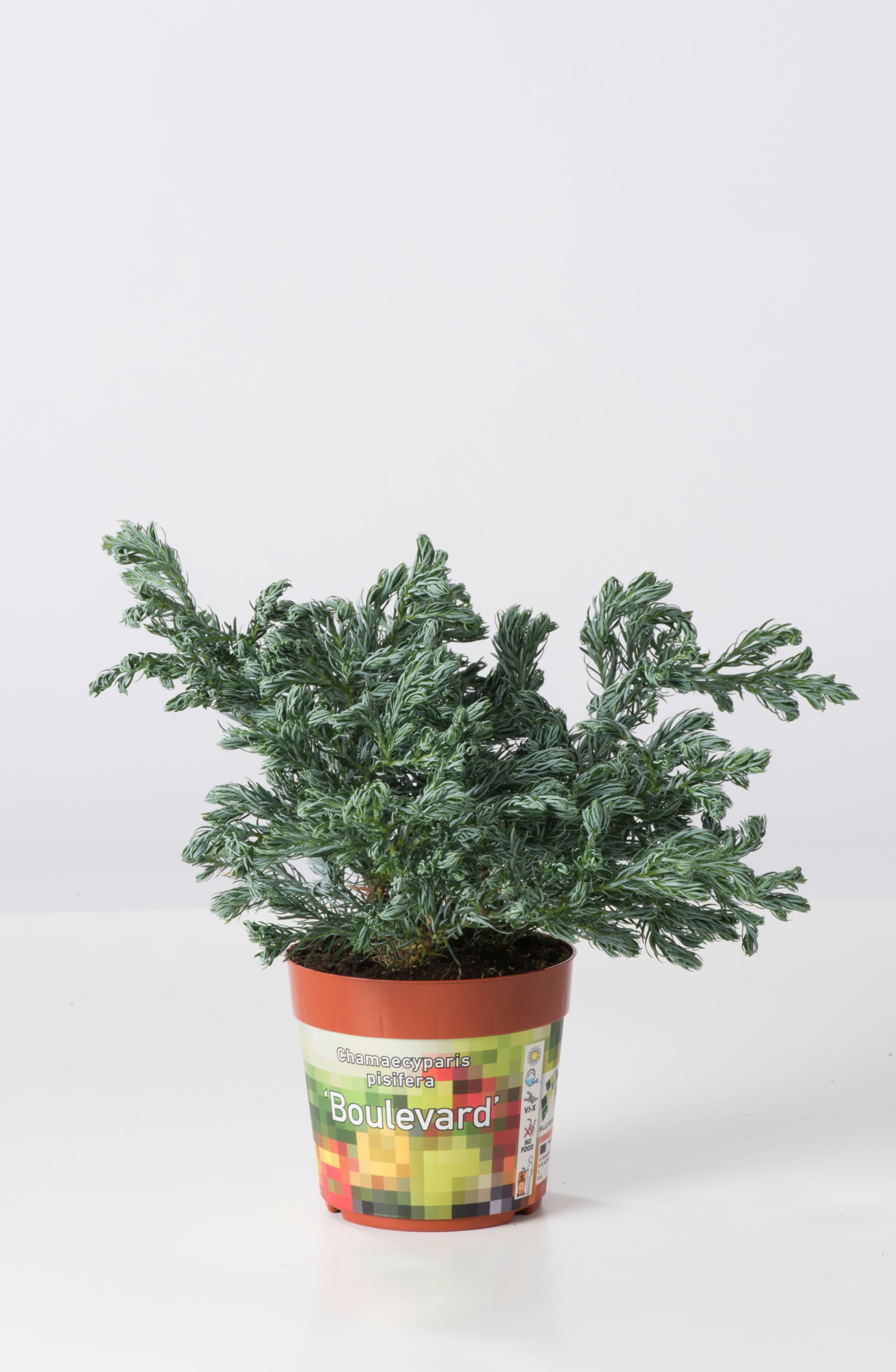 Chamaecyparis Pisifera 'Boulevard', D 9 cm