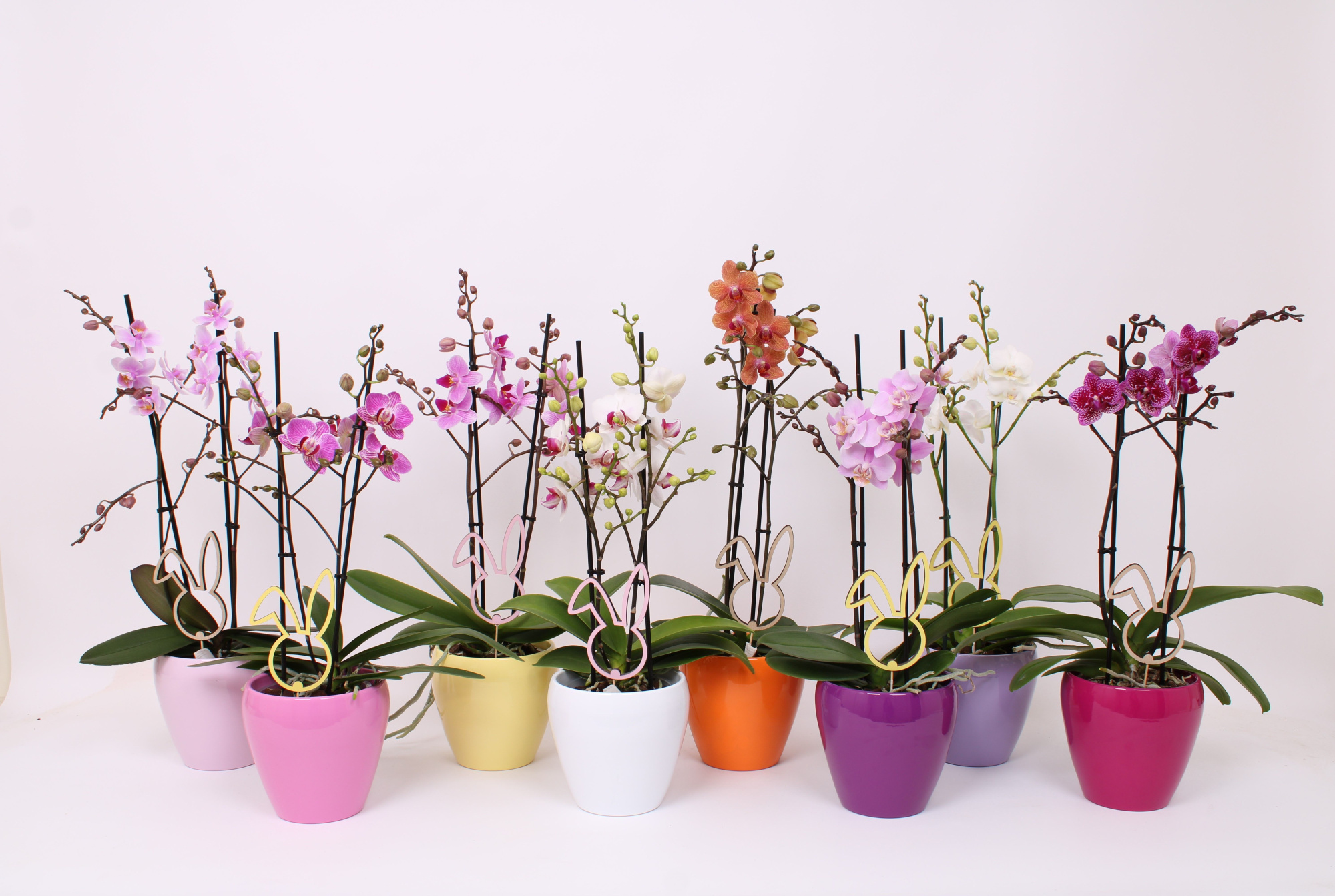 Phal. Multi 2-tak mix in keramiek Sofia mix met bijsteker Pasen, D 12 cm