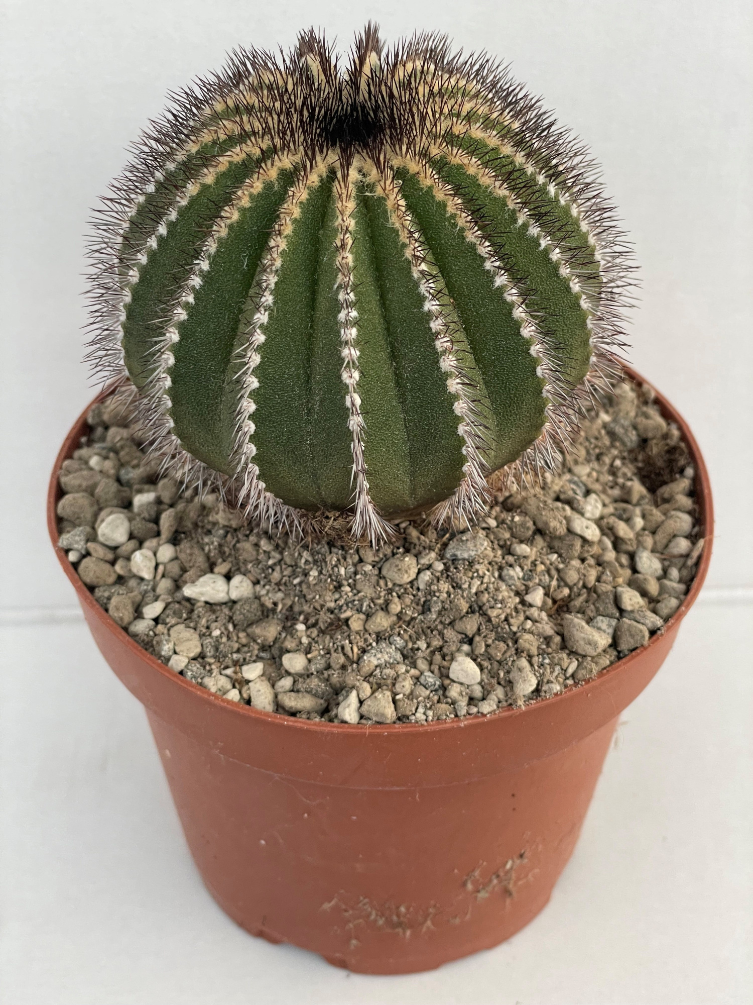 815 Uebelmannia Pectinifera 10,5cm, D 10,5