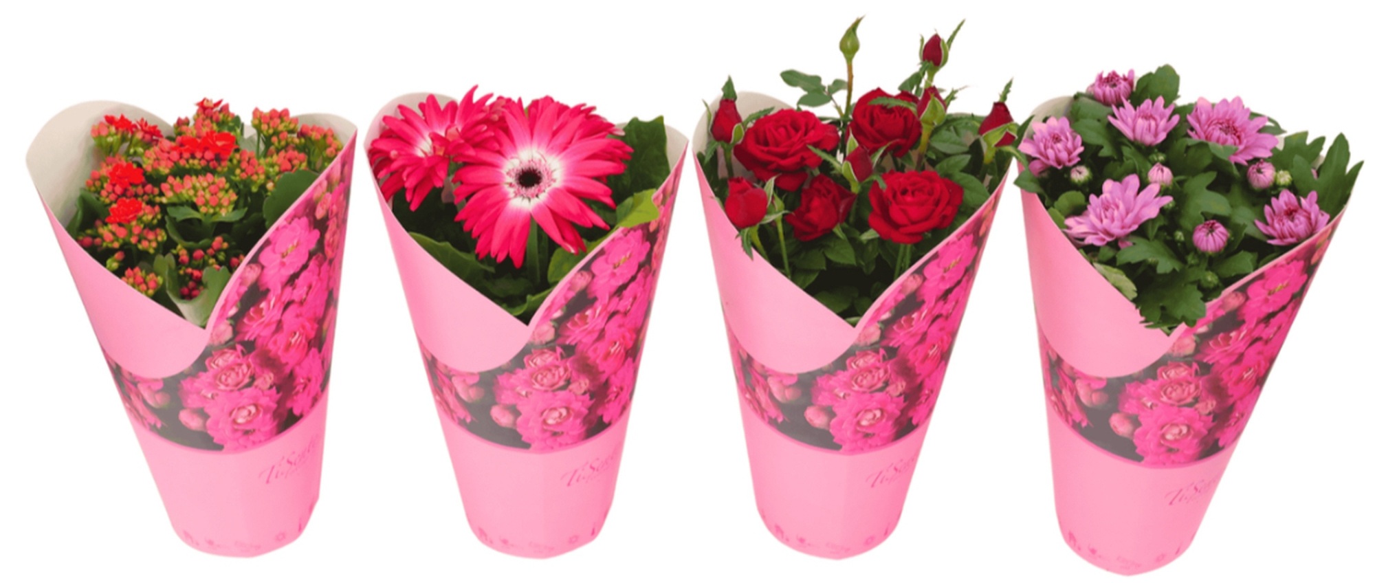 Bloeimix 12 cm Cadeaucover, D 12 cm