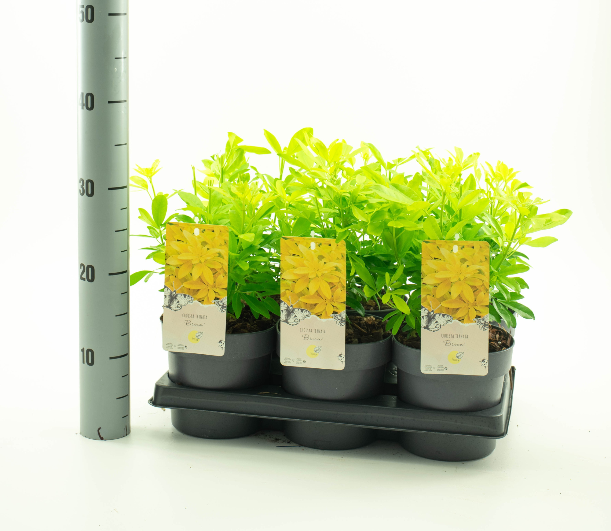 Choisya 'Brica', D 15 cm