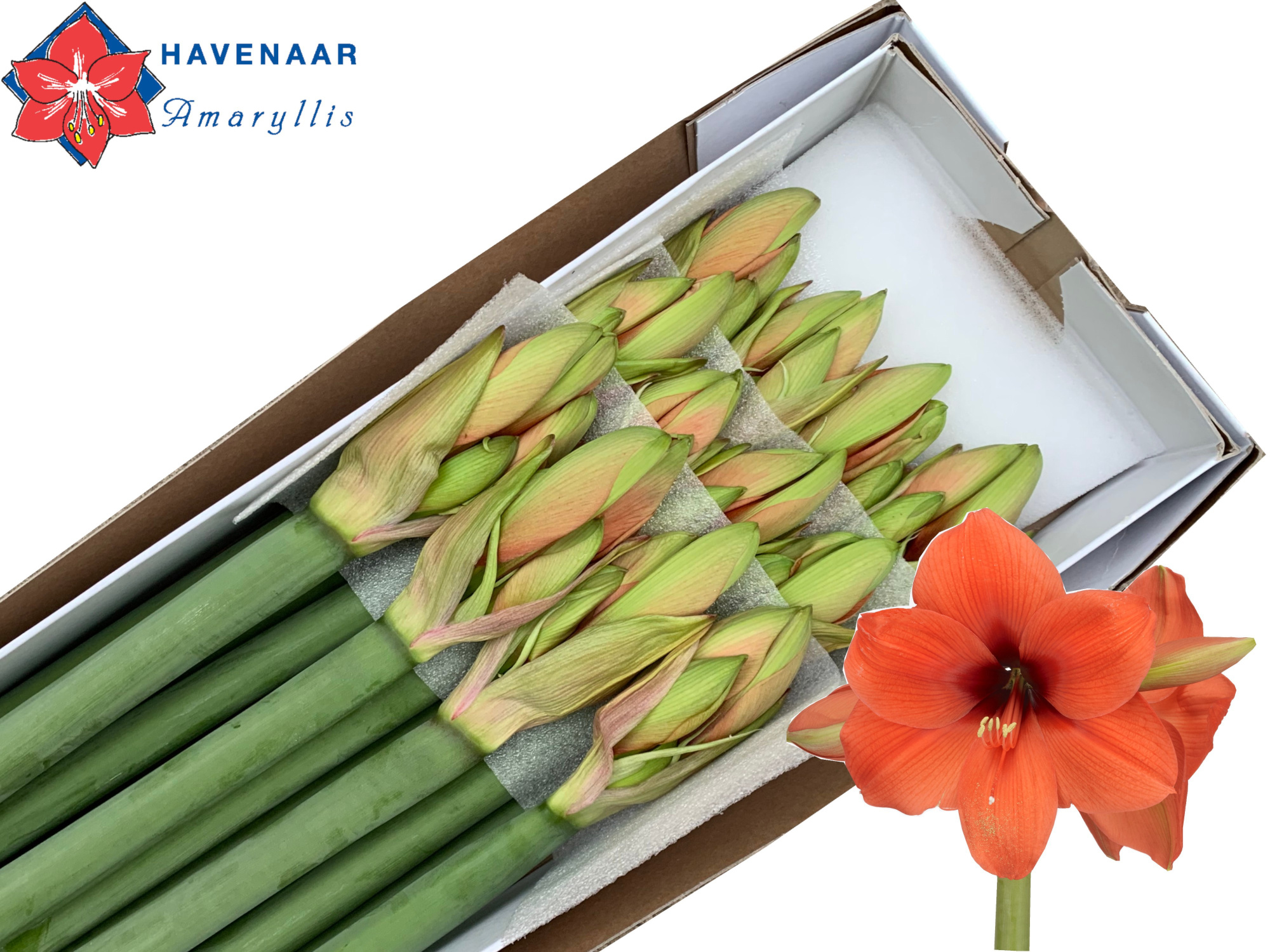 Амарилис Горизон (оранж.) x12, шт.