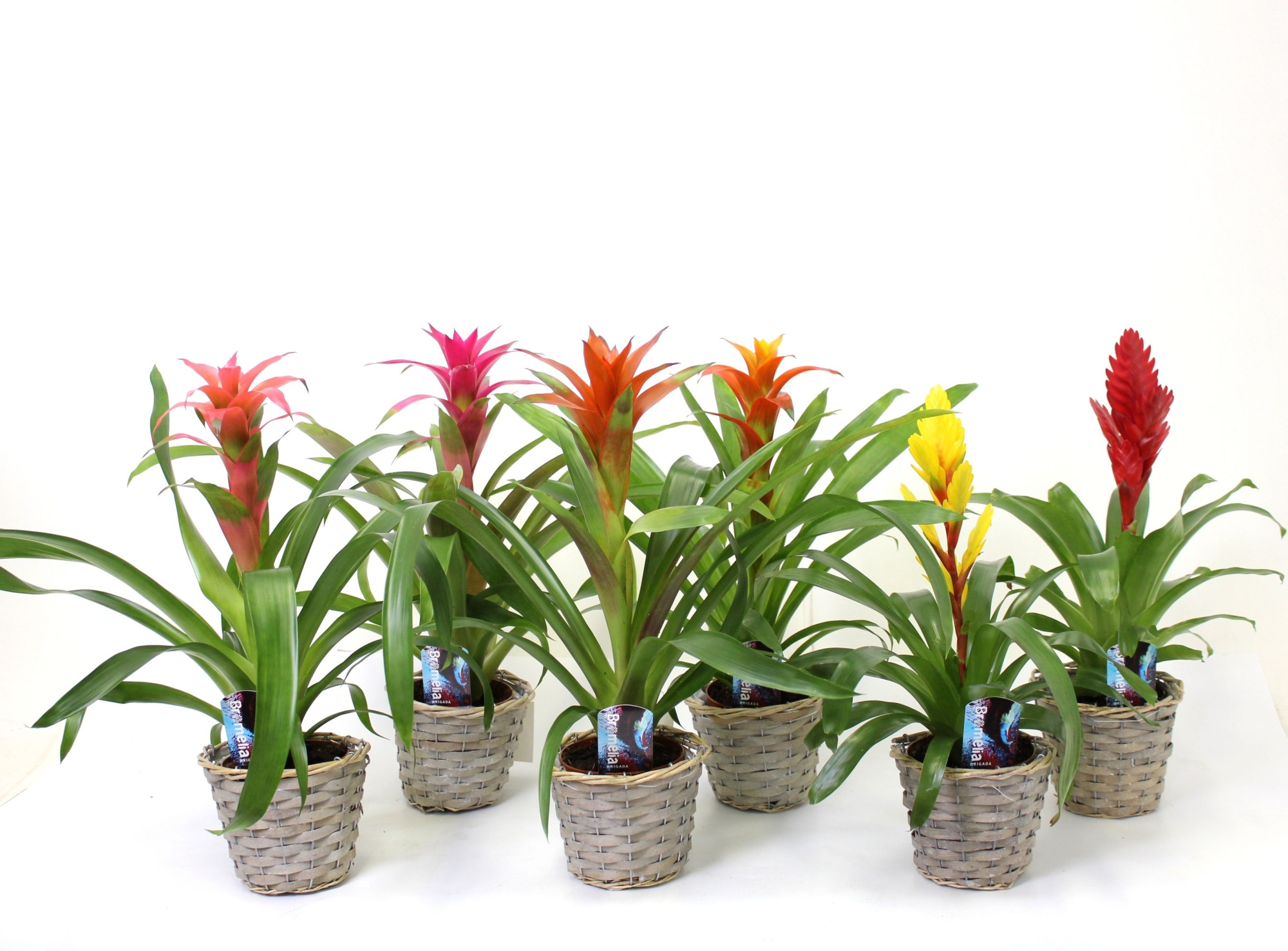 Guzmania Mix Reed Basket, D 13 cm