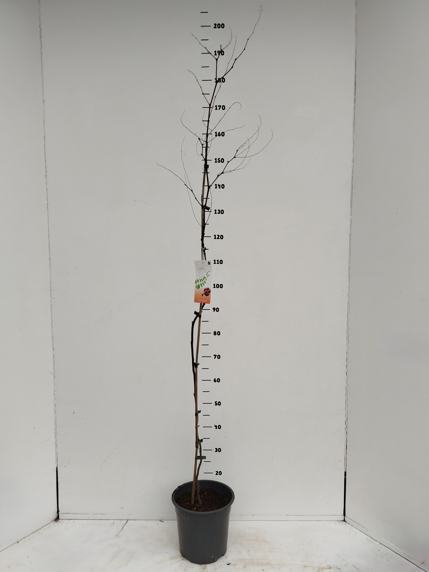 Ziziphus jujuba, D 24