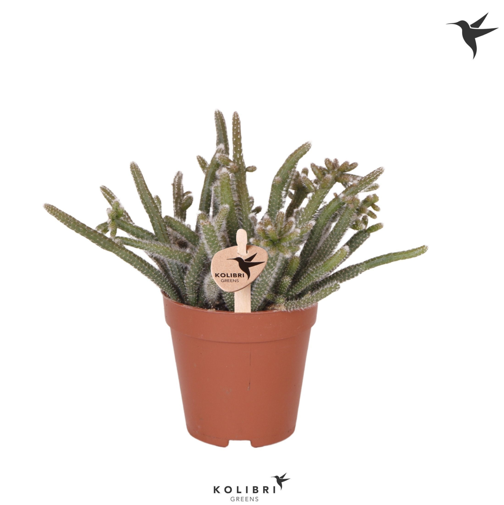 Kolibri Greens Rhipsalis Baccifera Horrida, D 9 cm