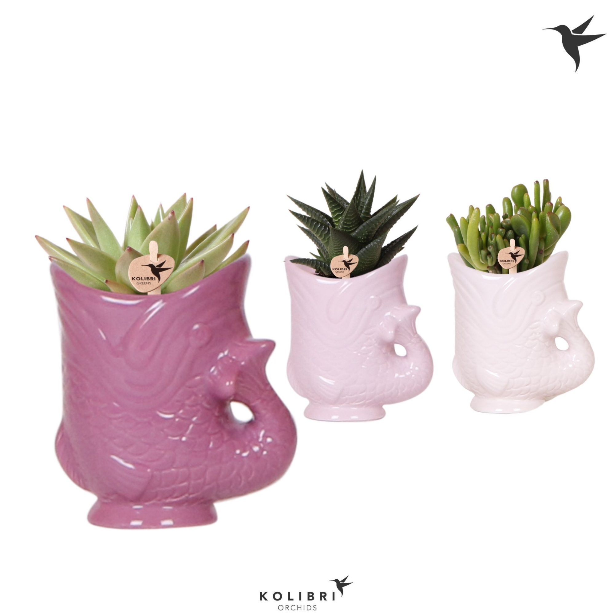 Kolibri Greens Succulenten mix in Fish pot lila mix, D 6 cm