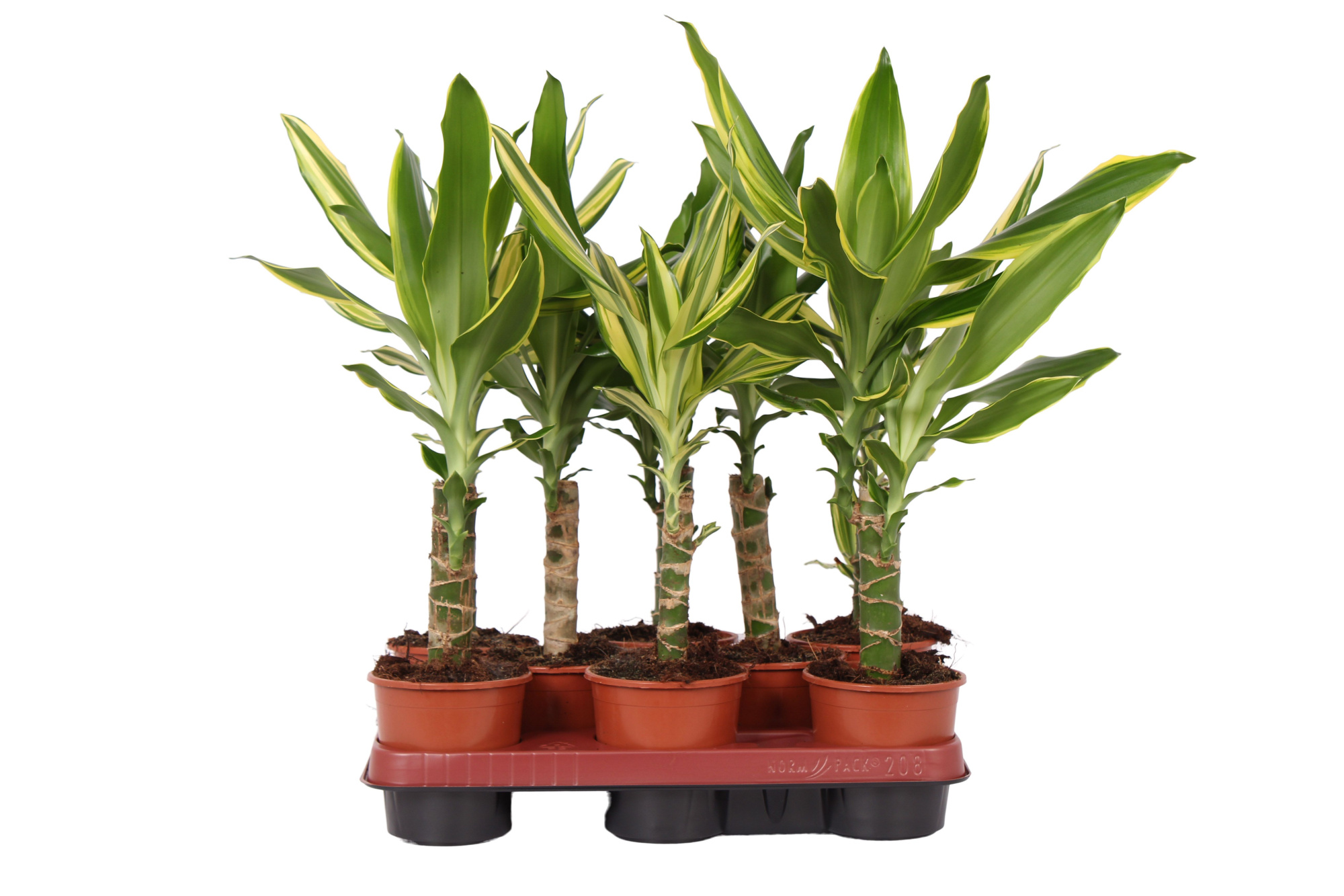 Dracaena 1-kop mix, 11 cm pot, D 11