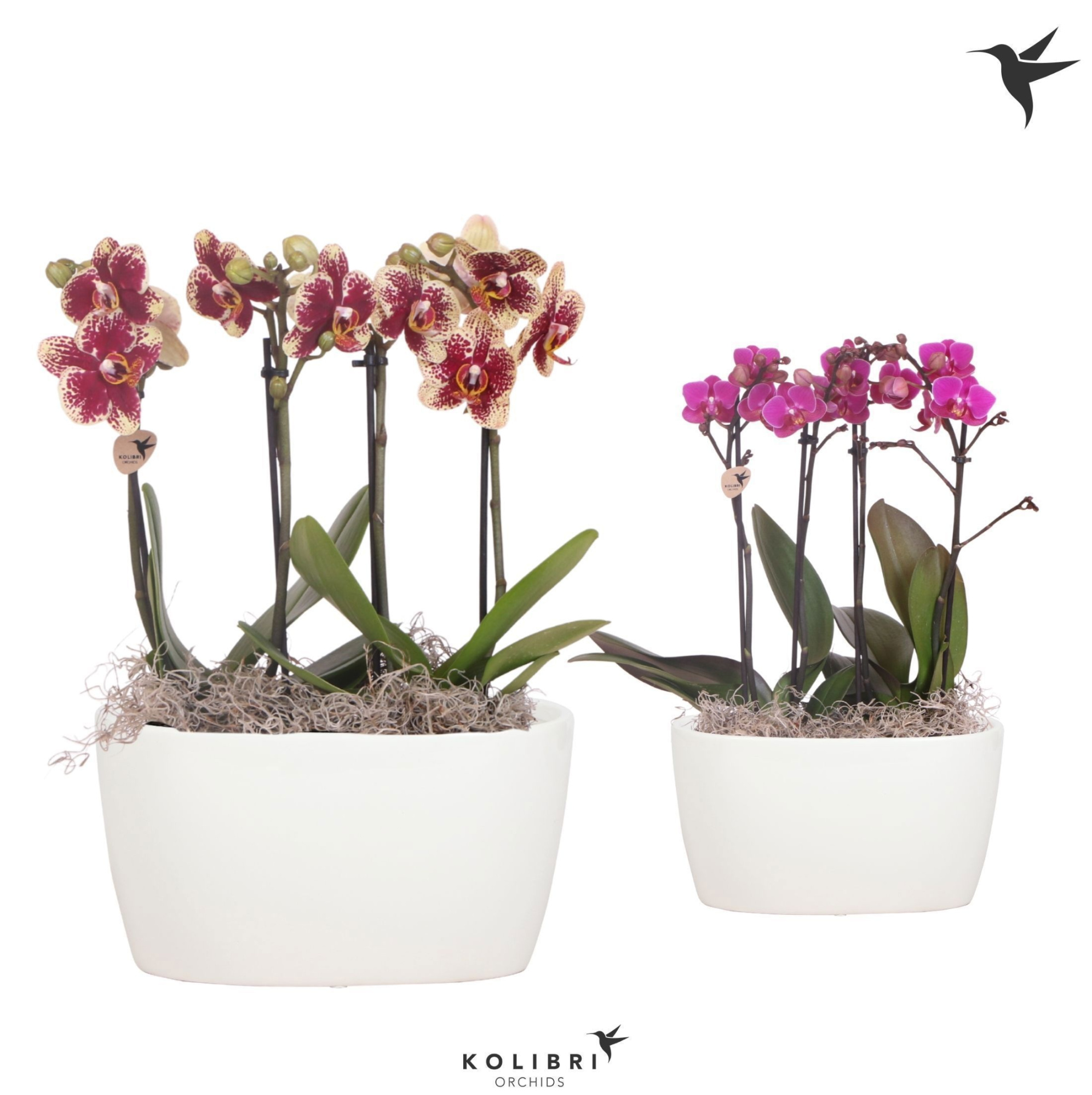 Kolibri Orchids Phalaenopsis mix 4 spike in Oval Twins white, D 18