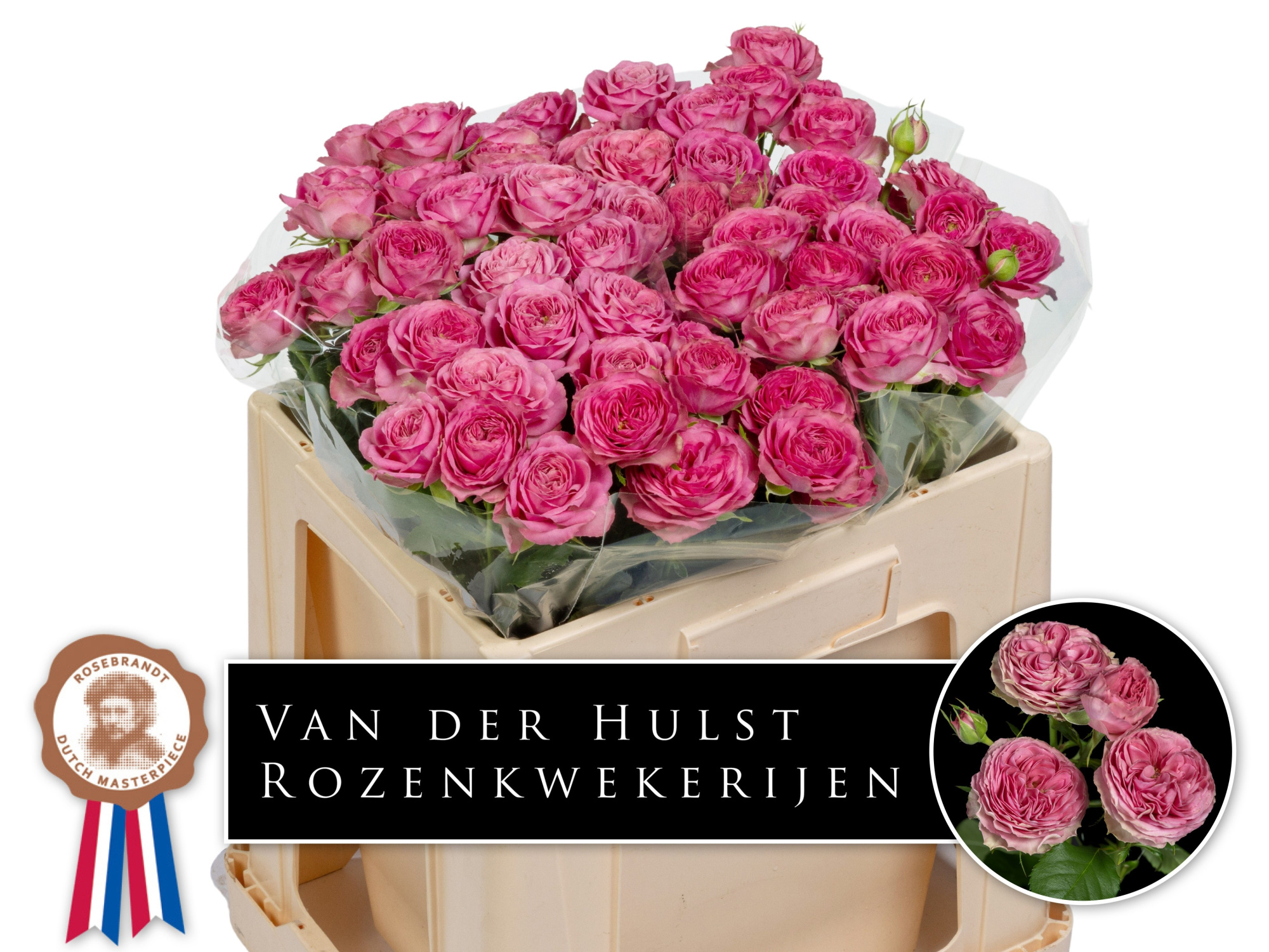 Роза куст. Парадокс! 50, шт.