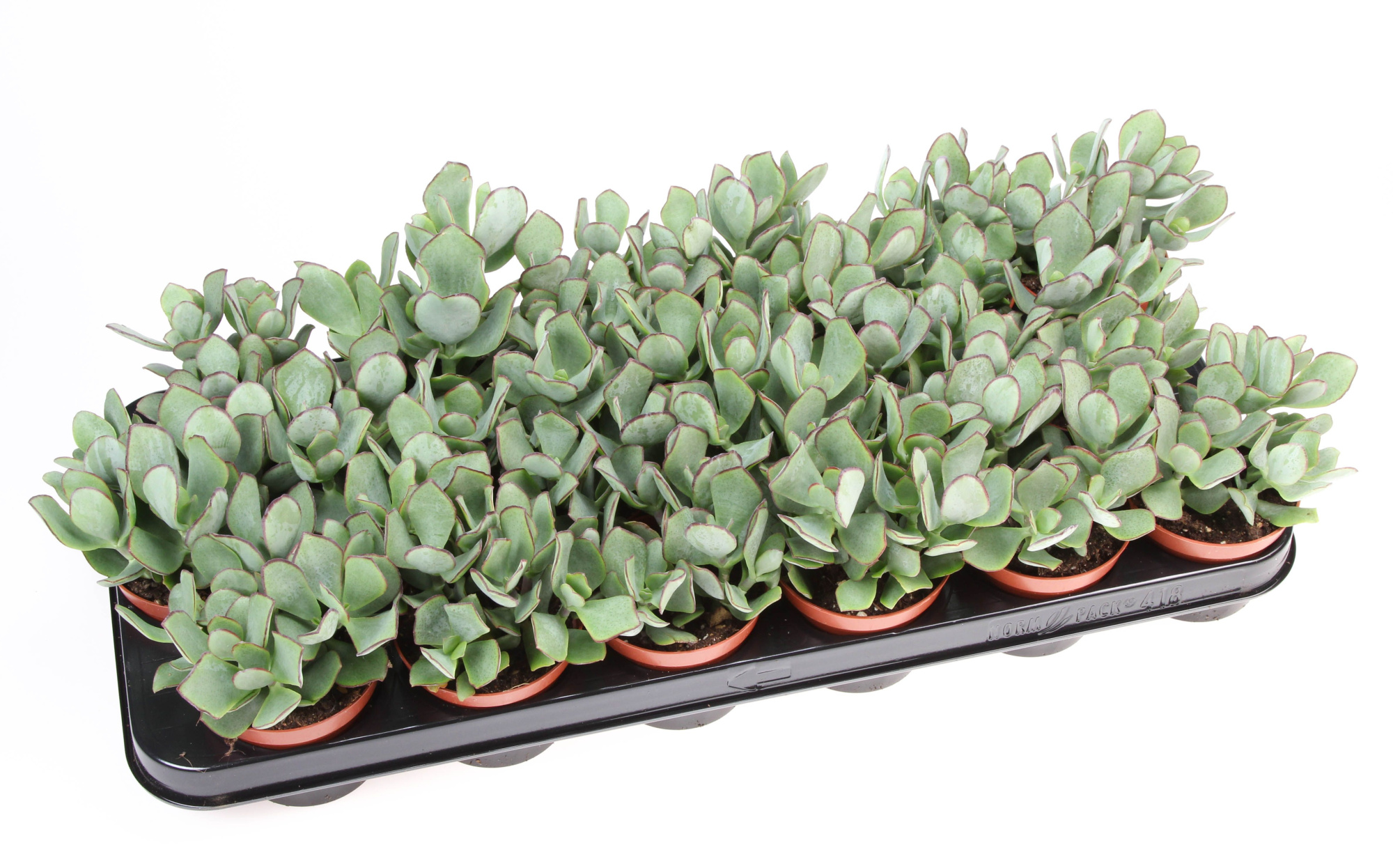 Crassula Aborescens, D 8,5 cm