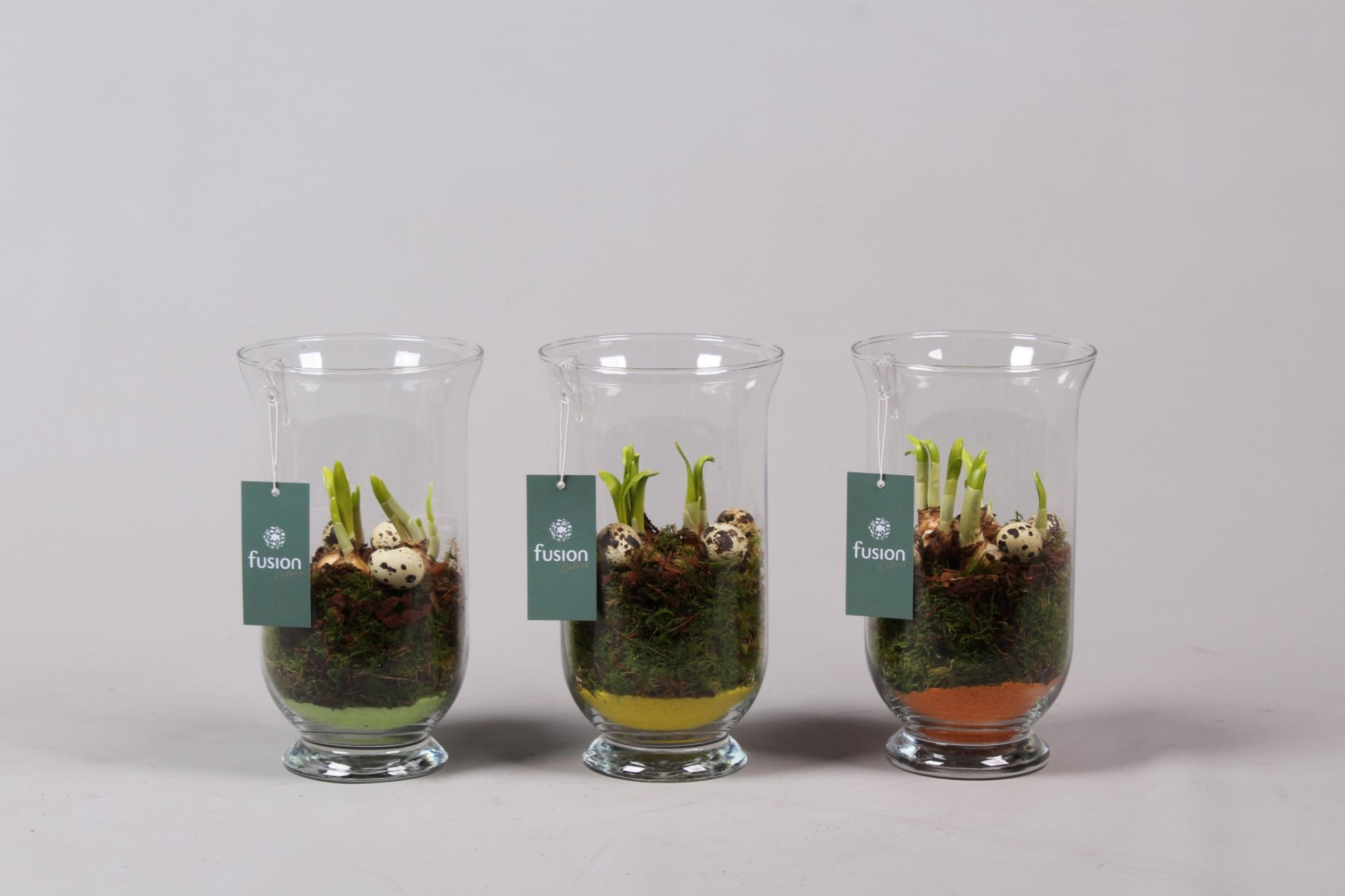 Glazen windlicht met Narcis D14.5 H25, D 15