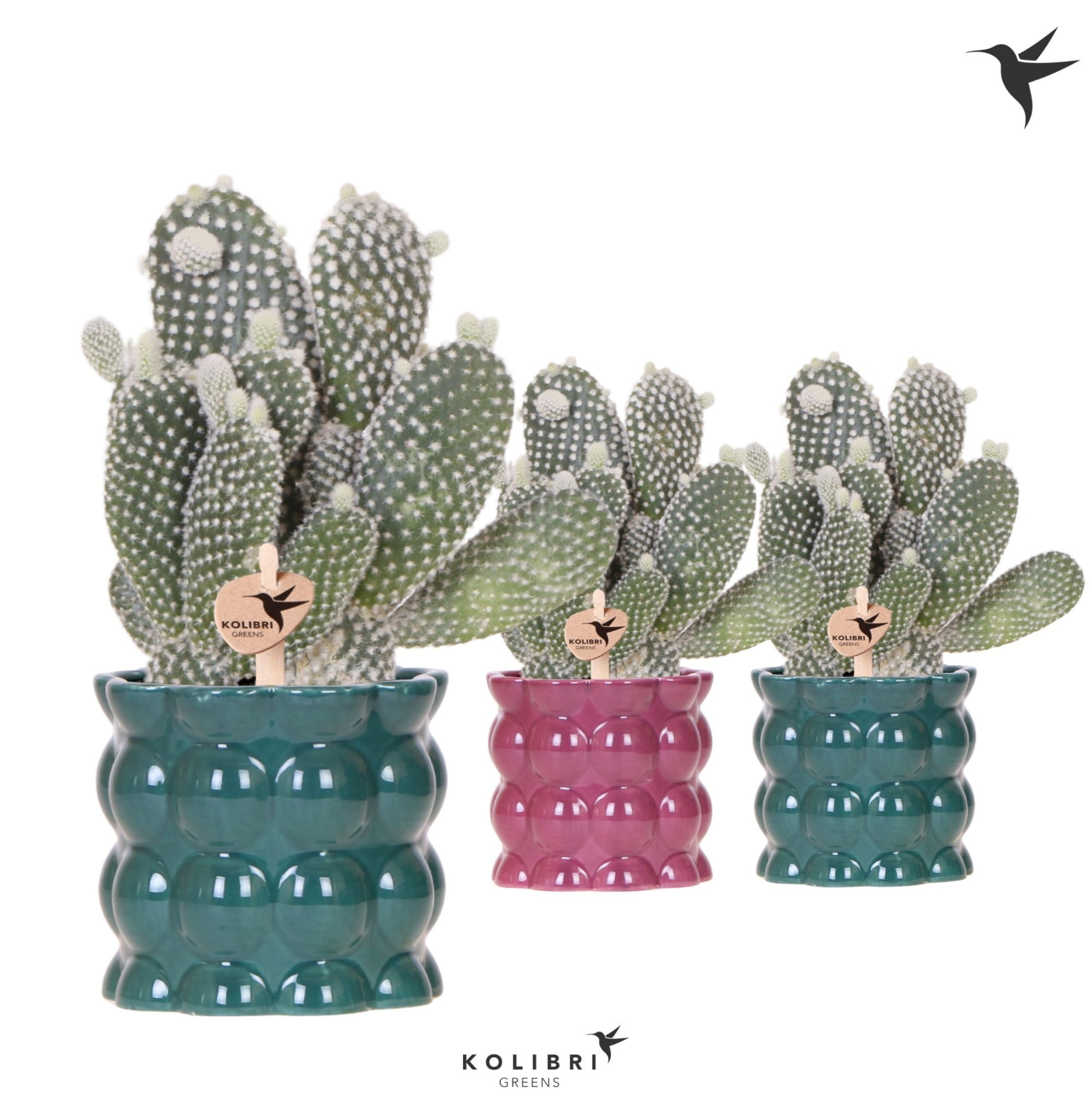 Kolibri Greens Opuntia white in Cotton pot green mix, D 9 cm