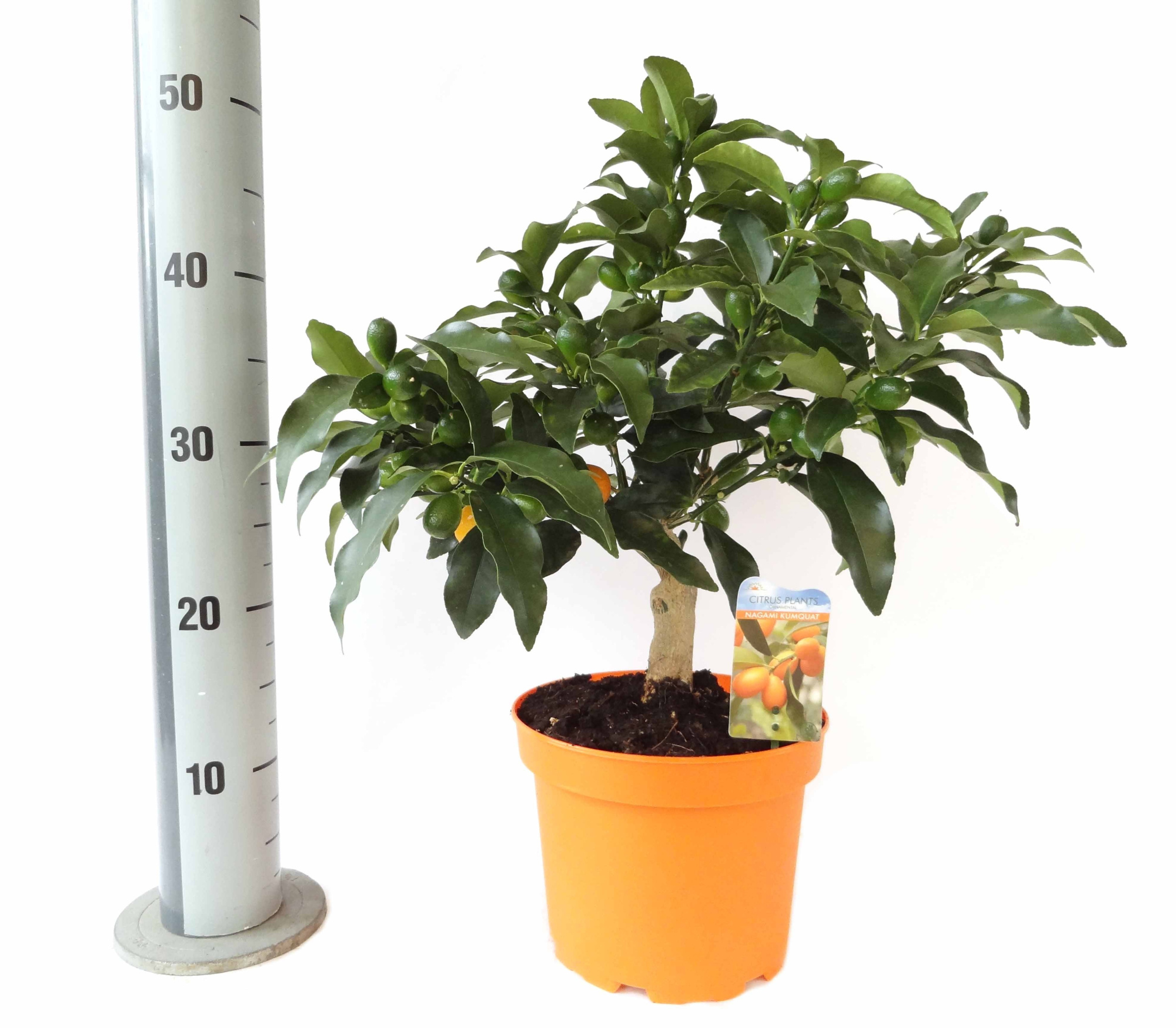 Citrus Kumquat Nagami bush/stem, D 19