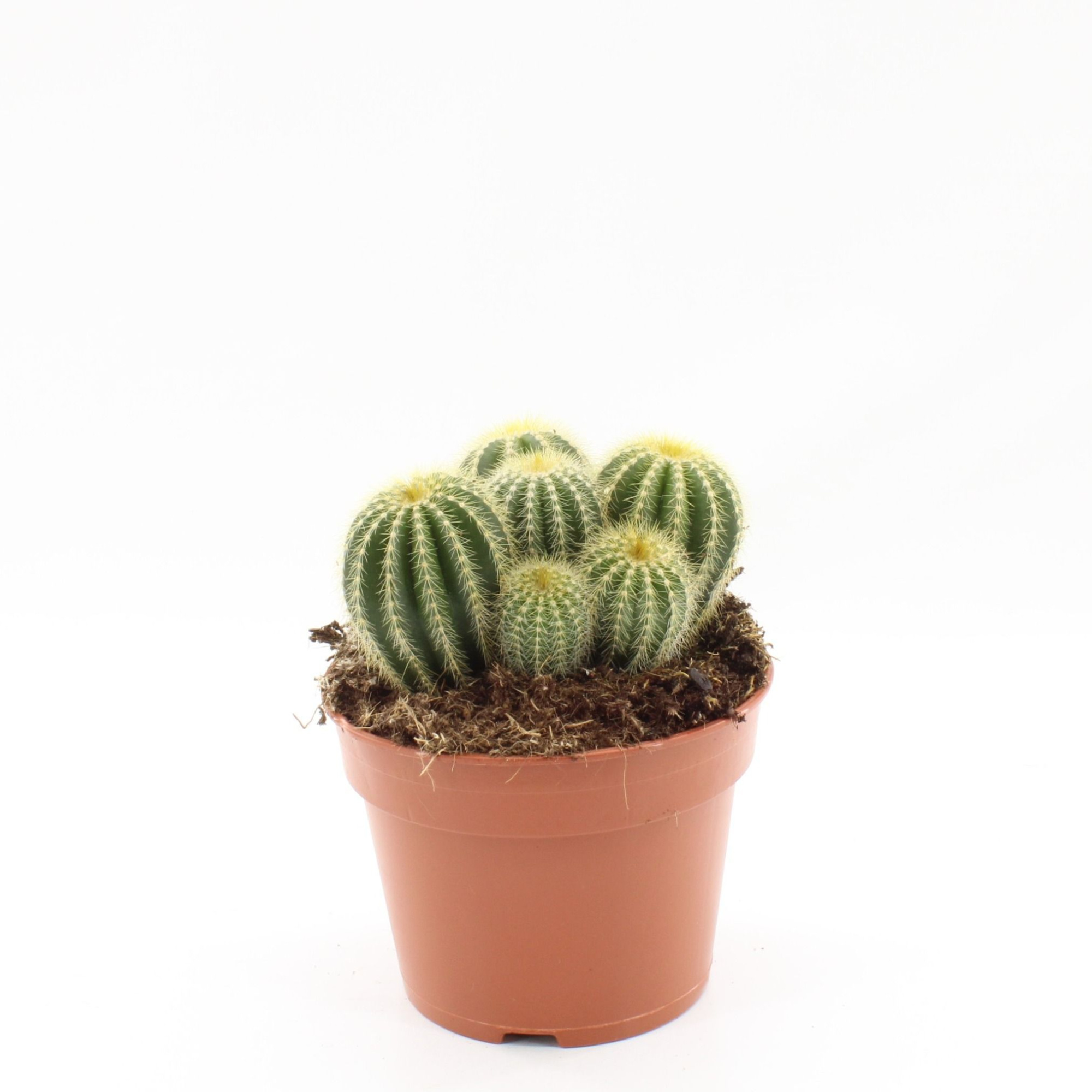 Parodia magnifica p17, D 17 cm