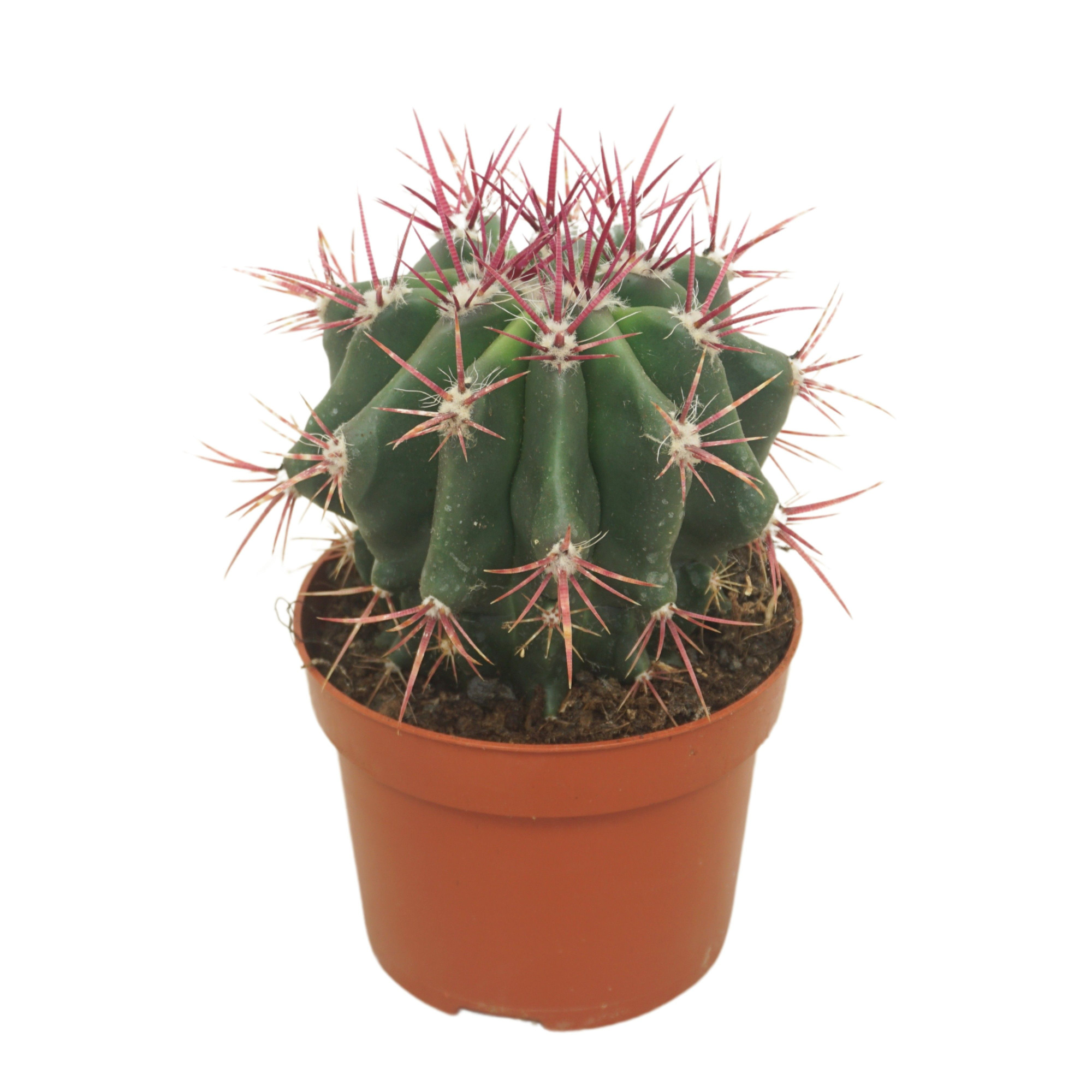 Ferocactus stainesii 12 cm, D 12 cm