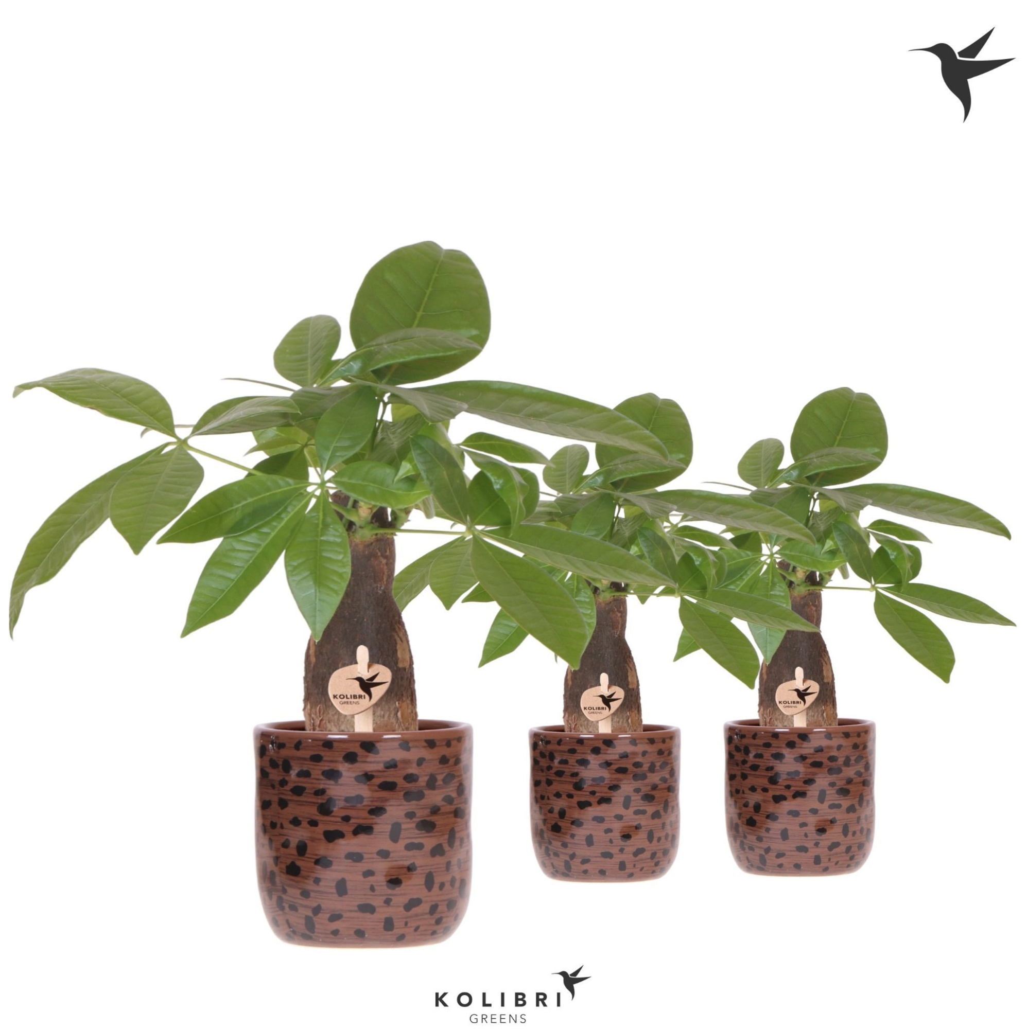 Kolibri Greens Pachira in Leopard pot, D 9 cm