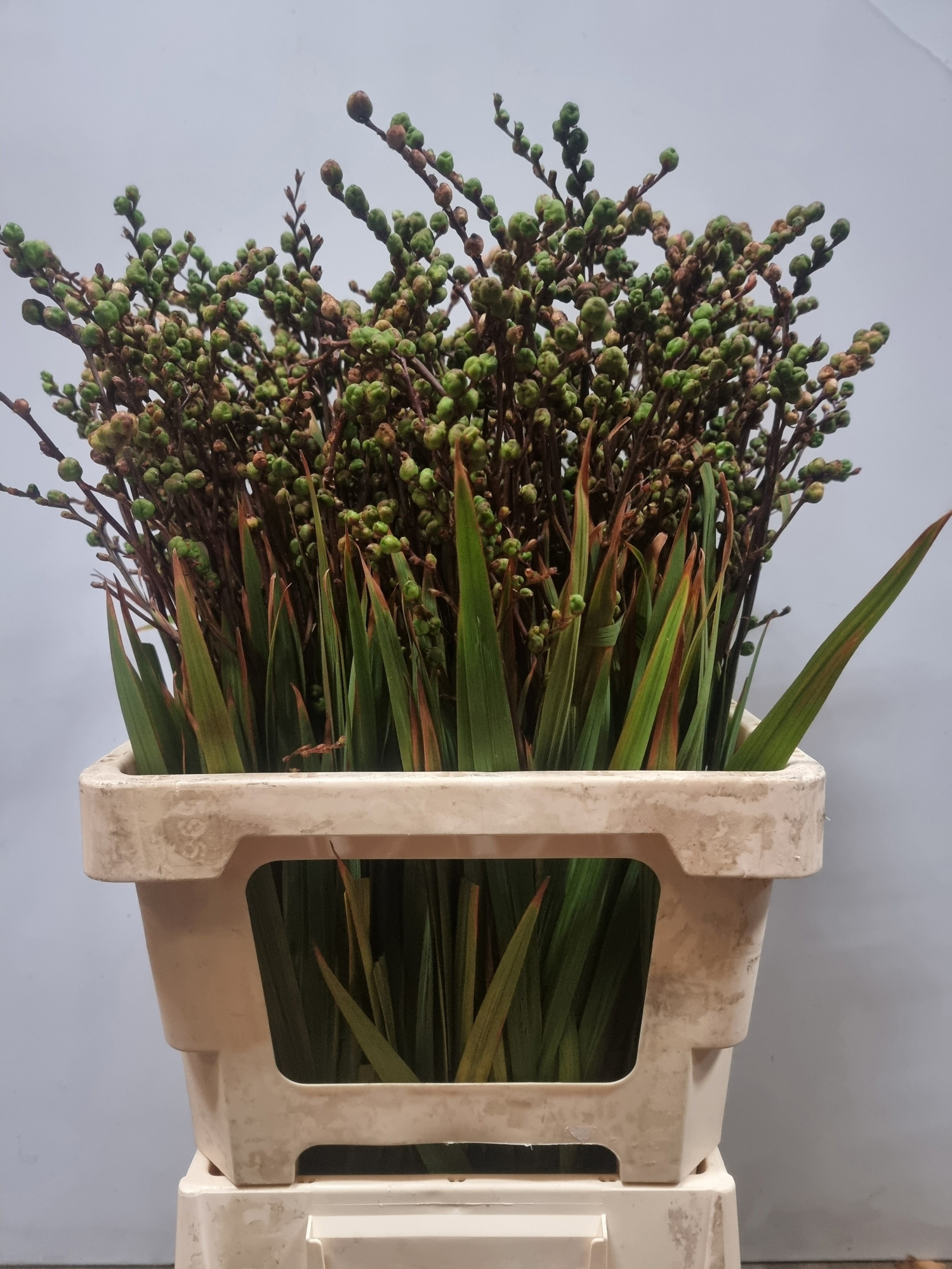 Крокосмия Овериг (ягоды) 70, шт.