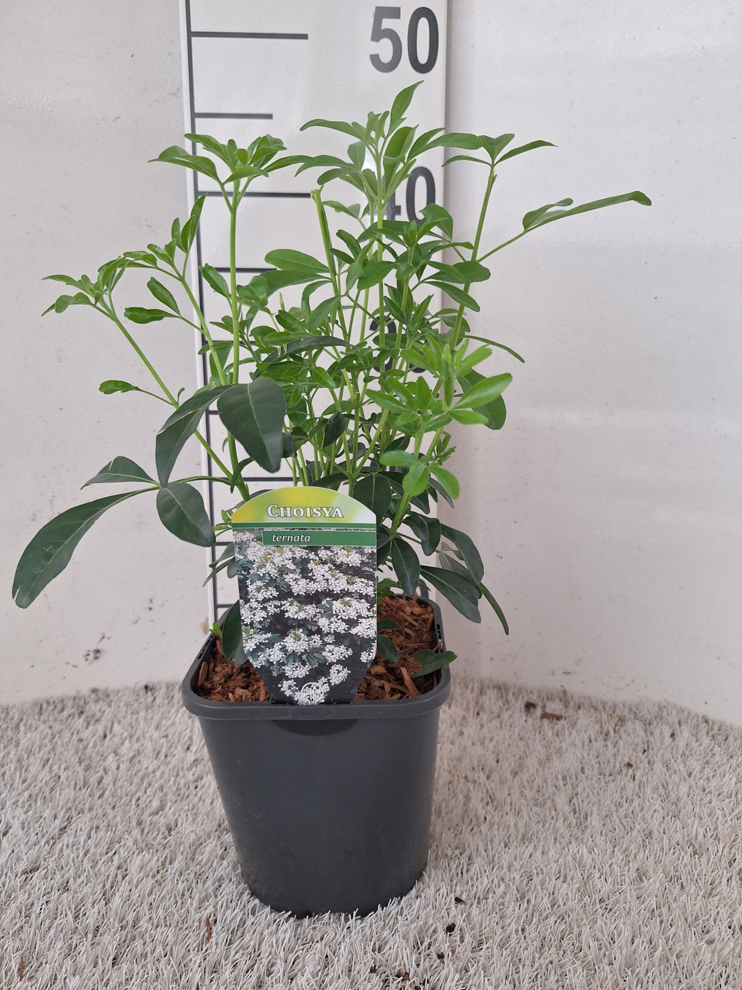 Choisya ternata, D 17 cm