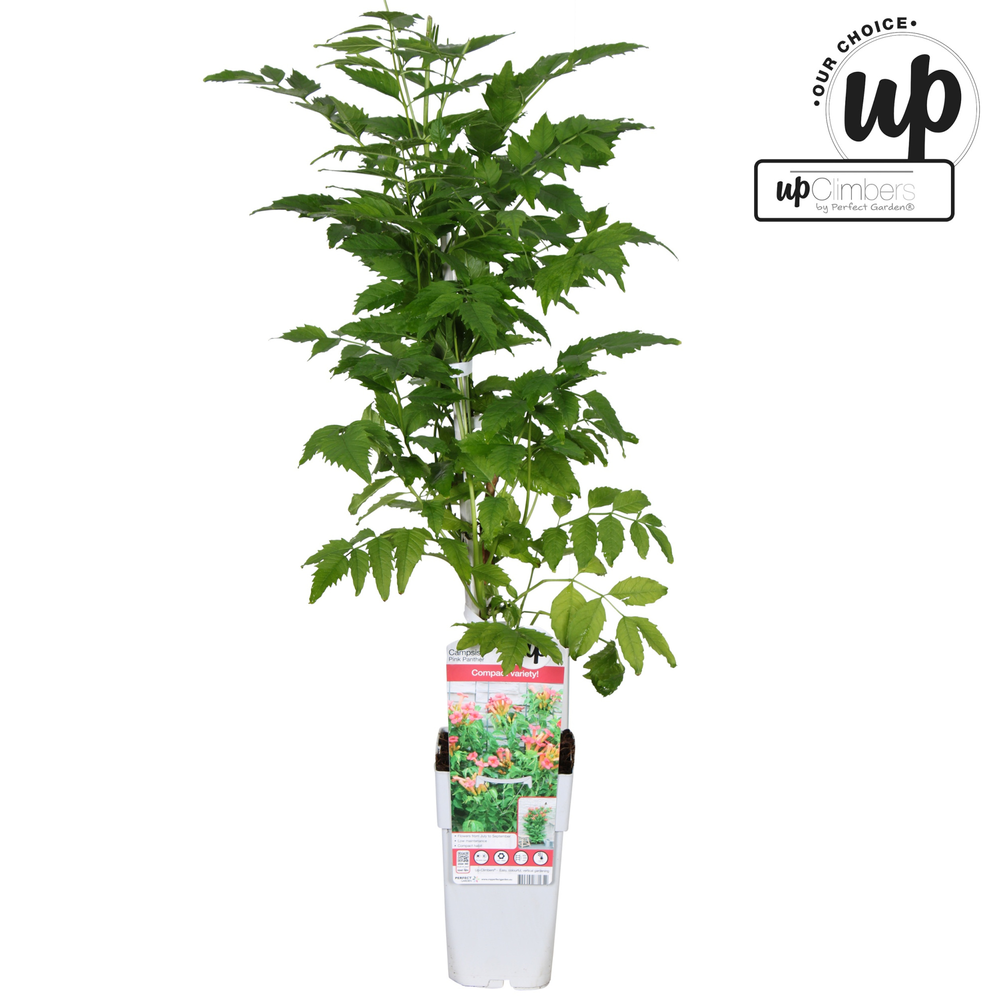 Campsis 'Pink Panther' P15, D 15 cm